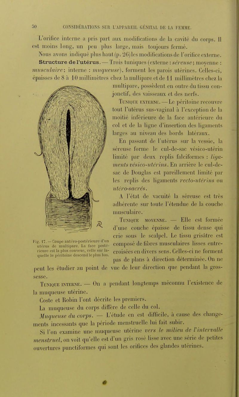 L'orifice interne a pris pari aux modifications de la cavité du corps. Il est moins long, un peu plus large, mais toujours fermé. Nous avons indiqué plus haut (p. 26)les modifications de l'orifice externe. Structure del'utérus. — Trois (uniques (externe : séreuse ; moyenne : musculaire', interne : muqueuse), forment les parois utérines. Celles-ci, épaisses de 8 a 10 millimètres chez la nullipare et de 11 millimètres chez la multipare, possèdent en outre du tissu con- jonctif, des vaisseaux el des nerfs. Tunique externe. — Le péritoine recouvre tout l'utérus sus-vaginal à l'exception de la moitié inférieure de la face antérieure du col et de la ligne d'insertion des ligaments larges au niveau des bords latéraux. En passant de l'utérus sur la vessie, la séreuse l'orme le cul-de-sac vésico-utérin limité par deux replis falciformes : liga- ments vésico-utérins. En arrière le cul-de- sac de Douglas est pareillement limité par les replis des ligaments recto-uléri us ou uléro-sacrés. A l'état de vacuité la séreuse est très adhérente sur toute l'étendue de la couche musculaire. Tunique moyenne. — Elle est formée d une couche épaisse de tissu dense qui crie sous le scalpel. Le tissu grisâtre est g. 17. — Coupe antéro-postérieure d'un utérus Je multipare. La face posté- rieure t'si la plus convexe, celle sur la- quelle le péritoine descenil le plus liits. composé défibres musculaires lisses entre- croisées en divers sens. Celles-ci ne forment pas de plans à direction déterminée. On ne peut les étudier au point de vue de leur direction que pendant la gros- sesse. Tunique interne. — On a pendant longtemps méconnu l'existence de la muqueuse utérine. Coste et Robin l'ont décrite les premiers. La muqueuse du corps diffère de celle du col. Muqueuse du corps. — L'étude en est difficile, à cause des change- ments incessants que la période menstruelle lui fait, subir. Si Ton examine une muqueuse utérine vers le milieu de l'intervalle menstruel, on voit qu'elle est d'un gris rosé lisse avec une série de petites ouvertures punctiformes qui sont les orifices des glandes utérin,-.