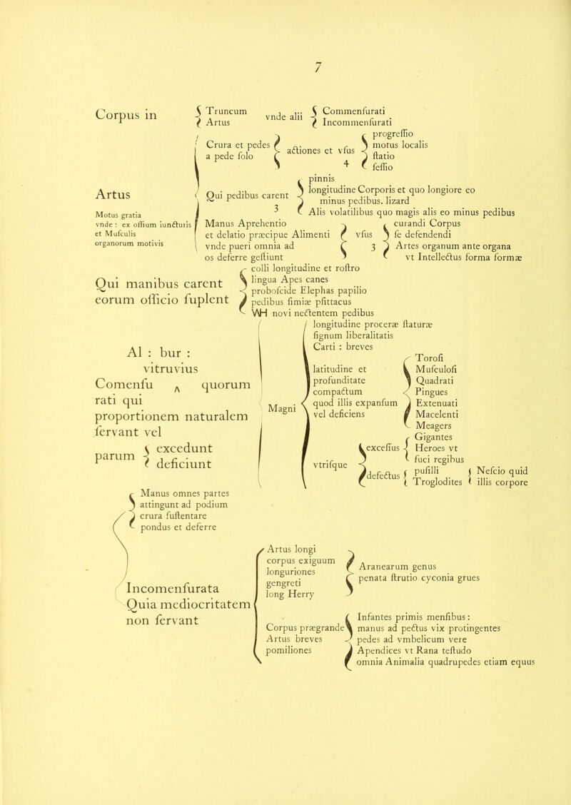 Corpus in Truncum Artus vnde alii '{ Crura et pedes a pede folo adliones et vfus vfus ArtuS ( Qui pedibus carent 3 Manus Aprehentio et delatio prascipue Alimenti vnde pueri omnia ad C os deferre geftiunt 5 s- colli longitudine et roftro manibus carent S lingua Apes canes proboicide Elepnas papilio Motus gratia vnde : ex olTium iunfturis et Mufculis organorum motivis Commenfurati Incommenfurati ^ progreffio motus localis ftatio ^ v feffio pinnis longitudine Corporis et quo longiore eo minus pedibus. lizard Alis volatilibus quo magis alis eo minus pedibus curandi Corpus fe defendendi Artes organum ante organa vt lntelleftus forma formae Qui eorum oilicio fuplent J pedibus fimia; plittacus V \AH nnvi A1 : bur : vitruvius Comenfu A quorum rati qui proportionem naturalem fervant vel S excedunt parum a , r . 1 t deiiciunt Manus omnes partes WH novi neftentem pedibus longitudine proeerje ftaturae lignum liberalitatis Carti : breves Magni latitudine et I profunditate compa&um quod illis expanfum vel deficiens vtrifque Torofi Mufculoli Quadrati Pingues Extenuati Macelenti Meagers Gigantes excellus -1 Heroes vt ' fuci regibus defedtus \ (. 1 roglodites \ i j Nefcio quid 1 illis corpore ^ ivranus omnes partes j attingunt ad podium crura fuftentare pondus et deferre Incomenfurata Quia mediocritatem non fervant s Artus longi corpus exiguum longuriones gengreti long Herry Aranearum genus penata ftrutio cyconia grues \ f Infantes primis menfibus: Corpus prasgrandeX manus ad pedtus vix protingentes Artus breves J pedes ad vmbelicum vere pomiliones J Apendices vt Rana teftudo r omnia Animalia quadrupedes etiam equus