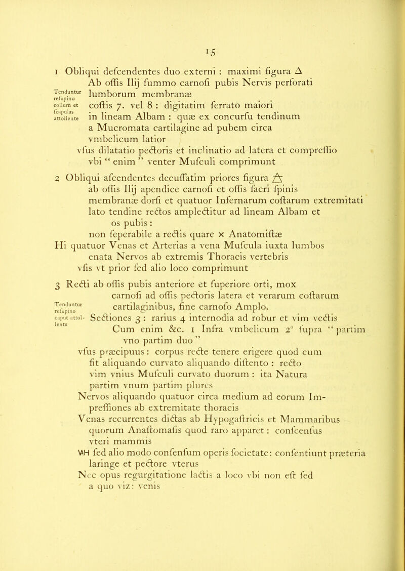Tenduntur refupino collum et fcapulas attollente 1 Obliqui defcendentes duo extend : maxim 1 figura A Ab olds Ilij fummo carnofi pubis Nervis perforati lumborum membranas coftis 7. vel 8 : digitatim ferrato maiori in lineam Albam : qua? ex concurfu tendinum a Mucromata cartilagine ad pubem circa vmbelicum latior vfus dilatatio peftoris et inclinatio ad latera et compreldo vbi “ enim ” venter Mufculi comprimunt 2 Obliqui afcendentes decuffatim priores figura ^ ab olds Ilij apendice carnod et olds facri fpinis membranae dord et quatuor Infernarum coftarum extremitati lato tendine reftos ampleftitur ad lineam Albam et os pubis : non feperabile a recftis quare x Anatomidae Hi quatuor Venas et Arterias a vena Mufcula iuxta lumbos enata Nervos ab extremis Thoracis vertebris vds vt prior led alio loco comprimunt 3 Re<fti ab olds pubis anteriore et fuperiore orti, mox carnod ad olds peftoris latera et verarum coftarum Tenduntur cartilaejnibus, dne carnofo Amplo. c^utattoi- Seftiones 2 : rarius 4 internodia ad robur et vim vecftis Cum enim &c. 1 Infra vmbelicum 2° lupra “ partim vno partim duo ” vfus pr^cipuus : corpus retfte tenere erigere quod cum dt aliquando curvato aliquando diftento : rctfto vim vnius Mufculi curvato duorum : ita Natura partim vnum partim plures Nervos aliquando quatuor circa medium ad eorum Im- preldones ab extremitate thoracis Venas recurrentes didtas ab Hypogallricis et Mammaribus quorum Anaftomalis quod raro apparet: conlcenfus vteii mammis \AH fed alio modo confenfum operis focietate: confentiunt praeteria laringe et peftore vterus Nec opus regurgitatione laftis a loco vbi non eft fed a quo viz: venis lente