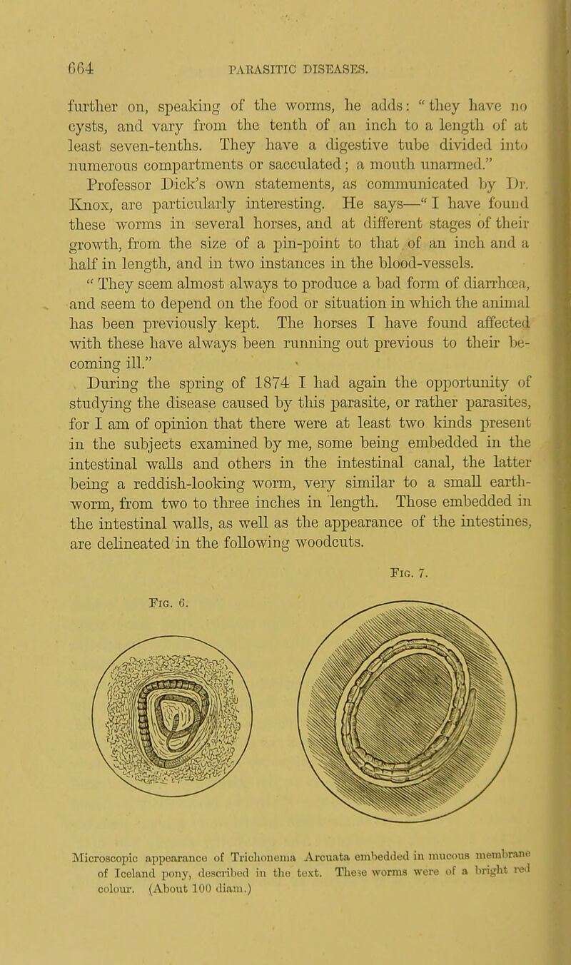 further on, speaking of the worms, he adds: they have no cysts, and vary from the tenth of an inch to a length of at least seven-tenths. They have a digestive tube divided into numerous compartments or sacculated; a mouth unarmed. Professor Dick's own statements, as communicated by Dr. Knox, are particularly interesting. He says—I have found these worms in several horses, and at different stages of their growth, from the size of a pin-point to that of an inch and a half in length, and in two instances in the blood-vessels.  They seem almost always to produce a bad form of diarrhoea, and seem to depend on the food or situation in which the animal has been previously kept. The horses I have found affected with these have always been running out previous to their 1 in- coming ill. . During the spring of 1874 I had again the opportunity of studying the disease caused by this parasite, or rather parasites, for I am of opinion that there were at least two kinds present in the subjects examined by me, some being embedded in the intestinal walls and others in the intestinal canal, the latter being a reddish-looking worm, very similar to a small earth- worm, from two to three inches in length. Those embedded in the intestinal walls, as well as the appearance of the intestines, are delineated in the following woodcuts. Fig. 7. Microscopic appearance of Trichonoma Arcuata embedded in mucous membrane of Iceland pony, described in the text. The;o worms were of a bright red colour. (About 100 tliani.)