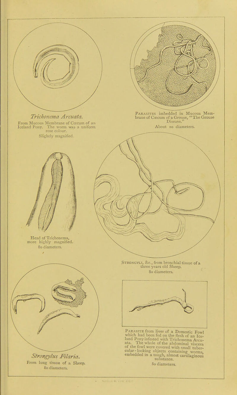 Trichonema Arcuata. From Mucous Membrane of Coecum of an Iceland Pony. The worm was a uniform rose colour. Slightly magnified. Parasites imbedded in Mucous Mem- brane of Coecum of a Grouse, The Grouse Disease. About 10 diameters. Head of Trichonema, more highly magnified. 80 diameters. Strongyli, &c, from bronchial tissue of a three years old Sheep. 80 diameters. Strongyhts Filaria. From lung tissue of a Sheep. 80 diameters. Parasite from liver of a Domestic Fowl which had been fed on the flesh of an Ice- land Pony infested with Trichonema Arcu- ata. The whole of the abdominal viscera of the fowl were covered with small tuber- cular-looking objects containing worms embedded in a tough, almost cartilaginous substance. 80 diameters.