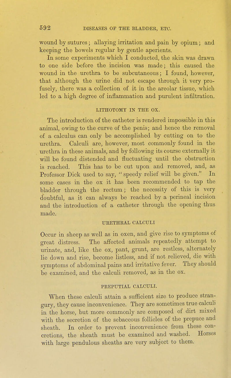 wound by sutures; allaying irritation and pain by opium; and keeping the bowels regular by gentle aperients. In some experiments wliicb I conducted, the skin was drawn to one side before the incision was made; this caused the wound in the urethra to be subcutaneous; I found, however, that although the urine did not escape through it very pro- fusely, there was a collection of it in the areolar tissue, which led to a high degree of inflammation and purulent infiltration. LITHOTOMY IN THE OX. The introduction of the catheter is rendered impossible in this animal, owing to the curve of the penis; and hence the removal of a calculus can only be accomplished by cutting on to the urethra. Calculi are, however, most commonly found in the urethra in these animals, and by following its course externally it will be found distended and fluctuating until the obstruction is reached. This has to be cut upon and removed, and, as Professor Dick used to say,  speedy relief will be given. In some cases in the ox it has been recommended to tap the bladder through the rectum; the necessity of this is very doubtful, as it can always be reached by a perineal incision and the introduction of a catheter throiigh the opening thus made. URETHRAL CALCULI Occur in sheep as well as in oxen, and give rise to symptoms of great distress. The affected animals repeatedly attempt to urinate, and, like the ox, pant, grunt, are restless, alternately lie down and rise, become listless, and if not relieved, die with symptoms of abdominal pains and irritative fever. They should be examined, and the calculi removed, as in the ox. PREPUTIAL CALCULI. When these calculi attain a sufficient size to produce stran- gury, they cause inconvenience. They are sometimes true calculi in the horse, but more commonly are composed of dirt mixed with the secretion of the sebaceous follicles of the prepuce and sheath. In order to prevent inconvenience from these con- cretions, the sheath must be examined and washed. Horses with large pendulous sheaths are very subject to them.