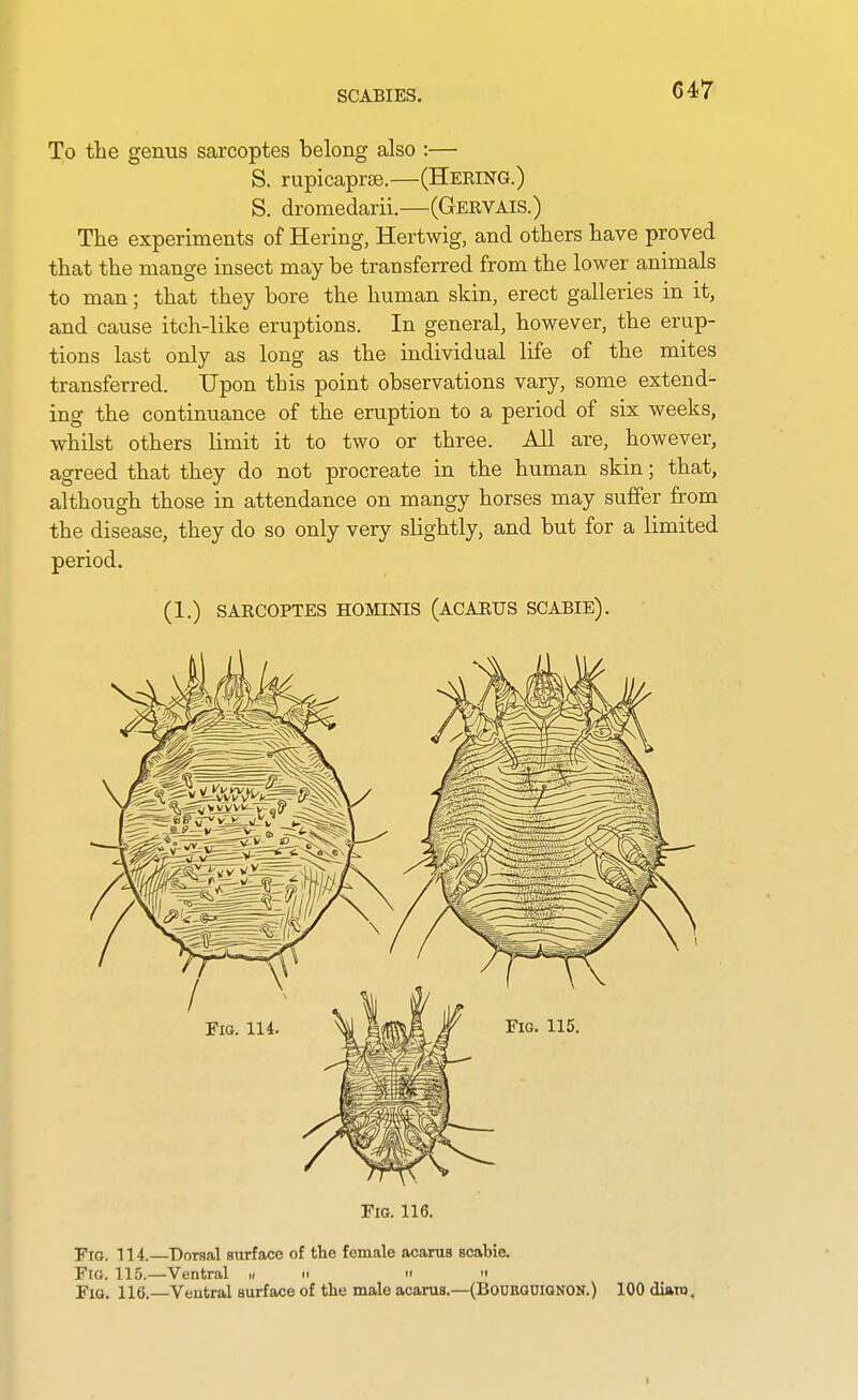 To the genus sarcoptes belong also :— S. rupicaprse.—(Hering.) S. dromedarii.—(Gervais.) The experiments of Hering, Hertwig, and others have proved that the mange insect may be transferred from the lower animals to man; that they bore the human skin, erect galleries in it, and cause itch-like eruptions. In general, however, the erup- tions last only as long as the individual life of the mites transferred. Upon this point observations vary, some extend- ing the continuance of the eruption to a period of six weeks, whilst others limit it to two or three. All are, however, agreed that they do not procreate in the human skin; that, although those in attendance on mangy horses may suffer from the disease, they do so only very slightly, and but for a limited period. (1.) SARCOPTES HOMINIS (ACARUS SCABIE). Fig. 116. Fig. 114.—Doraal surface of the female acanis scabie. Fig. 115.—Ventral u n   Fig. 116. Veutral surface of the male acarus,—(BoURGUlGNON.) 100 diaro, I