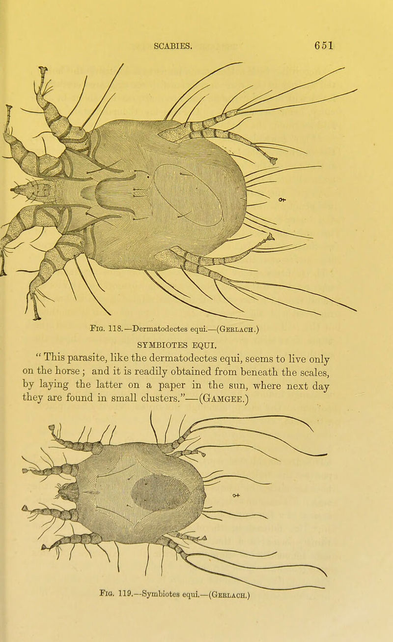 Fig. 118.—Dermatodectes eqvd.—(Geelaoh.) SYMBIOTES EQUI.  This parasite, like the dermatodectes equi, seems to live only on the horse ; and it is readily obtained from beneath the scales, by laying the latter on a paper in the sun, where next day they are found in small clusters.—(Gamgee.) Fig, 119.—Symbiotes equi.—(Geklaoh.)