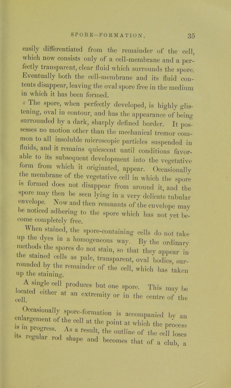 easily diifereiitiated from the remainder of the cell, which now consists only of a cell-membrane and a per- fectly transparent, clear fluid which surrounds the spore. Eventually both the cell-membrane and its fluid con- tents disappear, leaving the oval spore free in the medium in which it has been formed. i The spore, when perfectly developed, is highly glis- tening, oval in contour, and has the appearance of beino- surrounded by a dark, sharply defined border. It pos^ sesses no motion other than the mechanical tremor com- mon to all insoluble microscopic particles suspended in flnids, and it remains quiescent until conditions favor- able to its subsequent development into the vegetative form from which it originated, appear. Occasionally the membrane of the vegetative cell in which the spore IS formed does not disappear from around it. and the spore may then be seen lying in a very delicate tubular eDvelope Now and then remnants of the envelope may be noticed adhering to the spore which has not yet be- come completely free. When stained, the spore-containing cells do not take up the dyes m a homogeneous way. By the ordinary methods the spores do not stain, so that they appear in the stained cells as pale, transparent, oval boclies, sur- -.nded by the remainder of the cell, which has taken up the stainmg. A siugle cell produces but one spore. This may be located ether at an extremity or in the centre o/the Occasionally spore-formation is accompanied by an enlargement of the cell at the point at whi h the process .n progr.,s. As a result, the outline of the ceU lo e^ .ts regular rod shape and becomes that of a c „b a