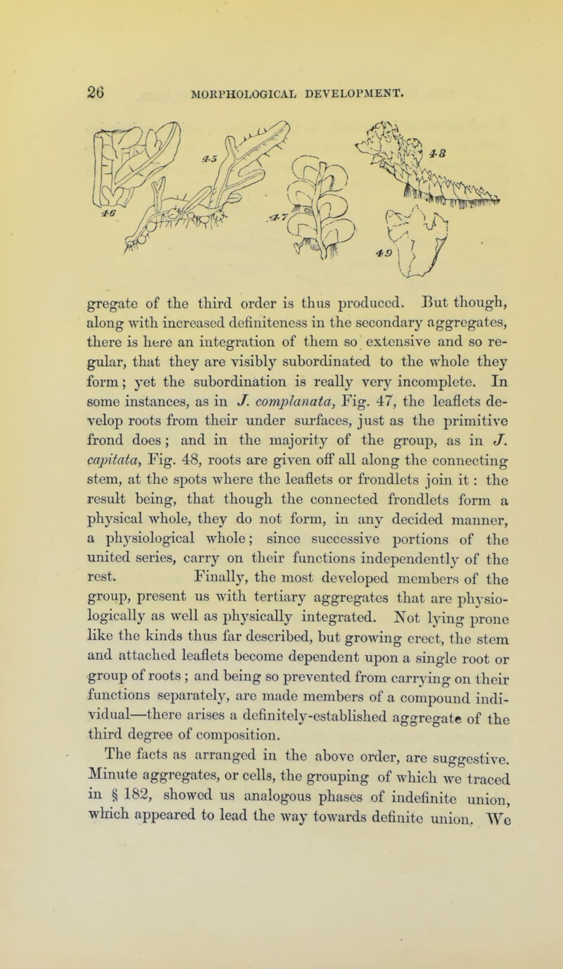 gregate of the third order is thus produced. But though, along with increased definiteness in the secondary aggregates, there is here an integration of them so extensive and so re- gular, that they are visibly subordinated to the whole they form; yet the subordination is really very incomplete. In some instances, as in J. complanata, Fig. 47, the leaflets de- velop roots from their under surfaces, just as the primitive frond does; and in the majority of the group, as in J. cajntata, Fig. 48, roots are given off all along the connecting stem, at the spots where the leaflets or frondlets join it: the result being, that though the connected frondlets form a physical whole, they do not form, in any decided manner, a physiological whole; since successive portions of the united series, carry on their functions independently of the rest. Finally, the most developed members of the group, present us with tertiary aggregates that are physio- logically as well as physically integrated. Not lying prone like the kinds thus far described, but growing erect, the stem and attached leaflets become dependent upon a single root or group of roots ; and being so prevented from carrying on their functions separately, are made members of a compound indi- vidual—there arises a definitely-established aggregate of the third degree of composition . The facts as arranged in the above order, are suggestive. Minute aggregates, or cells, the grouping of which we traced in § 182, showed us analogous phases of indefinite union, which appeared to lead the way towards definite union. Wc