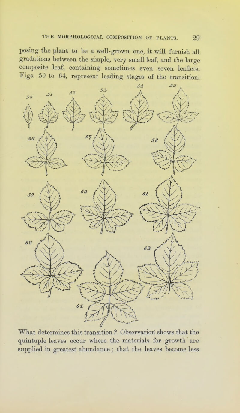 posing the plant to be a well-groA\ii one, it will furnish all gradations between the simple, very small leaf, and the large composite leaf, containing sometimes even seven leaflets. Figs. 50 to 64, represent leading stages of the transition. What determines this transition ? Observation shows that the quintuple leaves occur where the materials for growth are supplied in greatest abundance; that the leaves become less