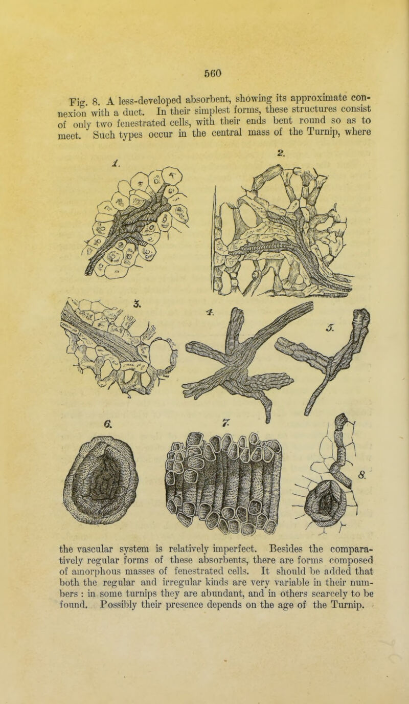 Fiff 8 A less-developed absorbent, showing its approximate con- nexion with a duct. In their simplest forms, these structures consist of only two fenestrated cells, with their ends bent round so as to meet. Such types occur in the central mass of the Turnip, where the vascular system is relatively imperfect. Besides the compara- tively regular forms of these absorbents, there are forms composed of amorphous masses of fenestrated cells. It should be added that both the regular and irregular kinds are very variable in their num- bers : in some turnips they are abundant, and in others scarcely to be found. Possibly their presence depends on the age of the Turnip.