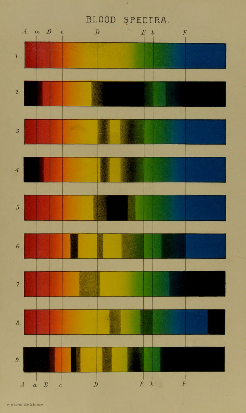 •5 BLOOD SPECTRA. A a. B c J) Eh F >.w<: MINTERN BROS.IMP