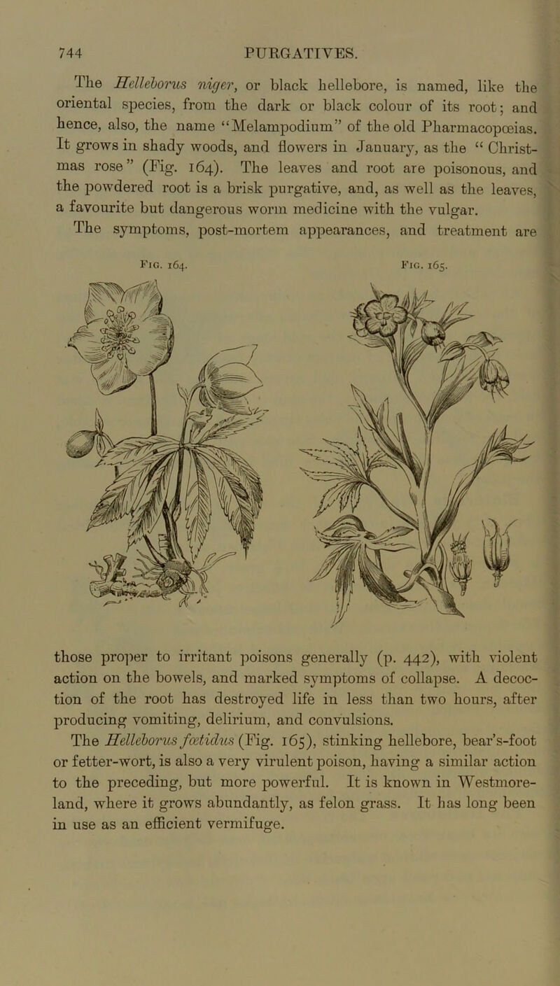 The Hdleborus niger, or black hellebore, is named, like the oriental species, from the dark or black colour of its root; and hence, also, the name “Melampodium” of the old Pharmacopceias. It grows in shady woods, and flowers in January, as the “ Christ- mas rose” (Fig. 164). The leaves and root are poisonous, and the powdered root is a brisk purgative, and, as well as the leaves, a favourite but dangerous worm medicine with the vulgar. The symptoms, post-mortem appearances, and treatment are Fig. 164. Fig. 165. those pro])er to irritant poisons generally (p. 442), with violent action on the bowels, and marked symptoms of collapse. A decoc- tion of the root has destroyed life in less than two hours, after producing vomiting, delirium, and convulsions. The Helleborus fcetidus (Fig. 165), stinking hellebore, bear’s-foot or fetter-wort, is also a very virulent poison, having a similar action to the preceding, but more powerful. It is known in Westmore- land, where it grows abundantly, as felon grass. It has long been in use as an efficient vermifuge.