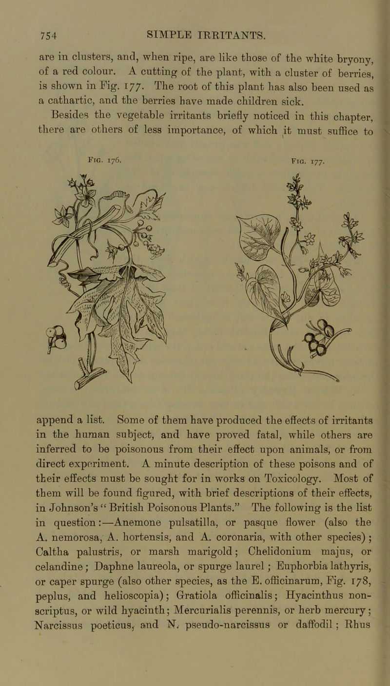 are in clusters, and, when ripe, are like those of the white bryony, of a red colour. A cutting of the plant, with a cluster of berries, is shown in Fig. 177. The root of this plant has also been used as a cathartic, and the berries have made children sick. Besides the vegetable irritants briefly noticed in this chapter, there are others of less importance, of which it must suffice to Fig. 176. Fig. 177. append a list. Some of them have produced the effects of irritants in the human subject, and have proved fatal, while others are inferred to be poisonous from their effect upon animals, or from direct experiment. A minute description of these poisons and of their effects must be sought for in works on Toxicology. Most of them will be found figured, with brief descriptions of their effects, in Johnson’s “ British Poisonous Plants.” The following is the list in question:—Anemone pulsatilla, or pasque flower (also the A. nemorosa, A. liortensis, and A. coronaria, with other species); Caltha palustris, or marsh marigold; Chelidonium majus, or celandine; Daphne laureola, or spurge laurel; Euphorbia lathyris, or caper spurge (also other species, as the E. officinarum, Fig. 178, peplus, and helioscopia); Gratiola officinalis; Hyacinthus non- scriptus, or wild hyacinth; Mercurialis perennis, or herb mercury; Narcissus poeticusj and N^ pseudo-narcissus or daffodil; Rhus