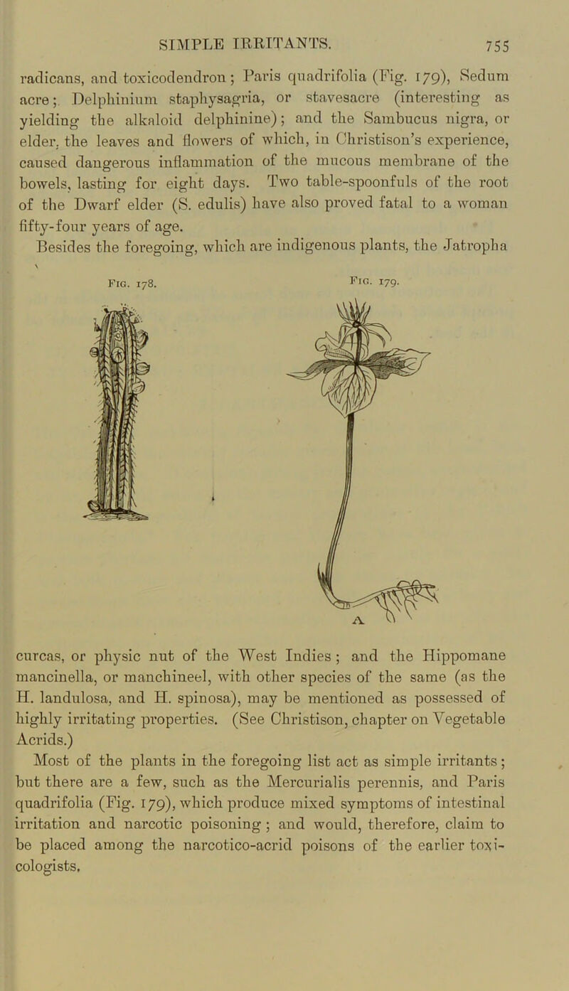 raclicans, and toxicodendron; Paris qnadrifolia (Fig. 179), Sednm acre;. Delpliininm staphysagria, or stavesacre (interesting as yielding the alkaloid delpliinine); and tlie Sambucus nigra, or elder, the leaves and flowers of which, in Ohristison’s experience, caused dangerous inflammation of the mucous membrane of the bowels, lasting for eight days. Two table-spoonfuls of the root of the Dwarf elder (S. edulis) have also proved fatal to a woman fifty-four years of age. Besides the foregoing, which are indigenous plants, the Jatropha Fig. 178. 179- curcas, or physic nut of the West Indies ; and the Hippomane mancinella, or manchineel, with other species of the same (as the H. landulosa, and H. spinosa), may be mentioned as possessed of highly irritating properties. (See Christison, chapter on Vegetable Acrids.) Most of the plants in the foregoing list act as simple irritants; but there are a few, such as the Mercurialis perennis, and Paris quadrifolia (Fig. 179), which produce mixed symptoms of intestinal irritation and narcotic poisoning ; and would, therefore, claim to be placed among the narcotico-acrid poisons of the earlier to:<i- cologists.