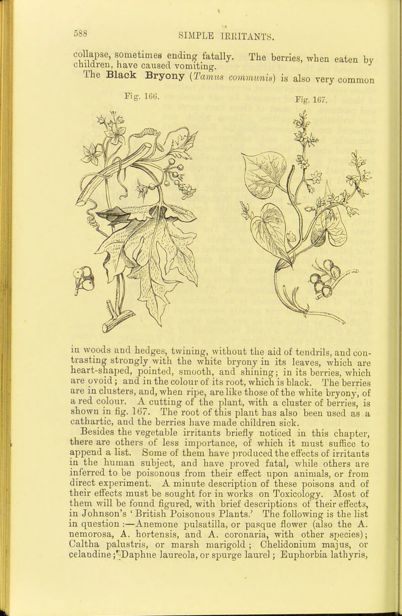 collapse, sometimes ending fatally. The berries, when eaten by cnilaren, have caused vomiting. The Black Bryony {Tamus commimi«) is also very common Fig. IGi;. m woods and hedges, twining, without the aid of tendrils, and con- trasting strongly with the white bryony in its leaves, which are heart-shaped, pointed, smooth, and shining; in its iDerries, which are ovoid; and in the colour of its root, which is black. The berries are in clusters, and, when ripe, are like those of the white bryony, of a red colour. A cutting of the plant, with a cluster of berries, is shown in fig. 167. The root of this plant has also been used as a cathartic, and the berries have made children sick. Besides the vegetable irritants briefly noticed in this chapter, there are others of less importance, of which it must suffice to append a list. Some of them have produced the eflects of irritants in the human subject, and have proved fatal, while others are inferred to be poisonous from their effect upon animals, or from direct expei-iment. A minute description of these poisons and of their effects must be sought for in works on Toxicology. Most of them will be found figured, with brief descriptions of their effects, in Johnson's ' British Poisonous Plants.' The following is the list in question :—Anemone 2Dulsatilla, or pasque flower (also the A. nemorosa, A. hortensis, and A. coronaria, with other species); Caltha palustris, or marsh marigold ; Chelidonium majns, or celandine ;'-Daphne Jaureola, or spurge laurel; Euphorbia lathyris,