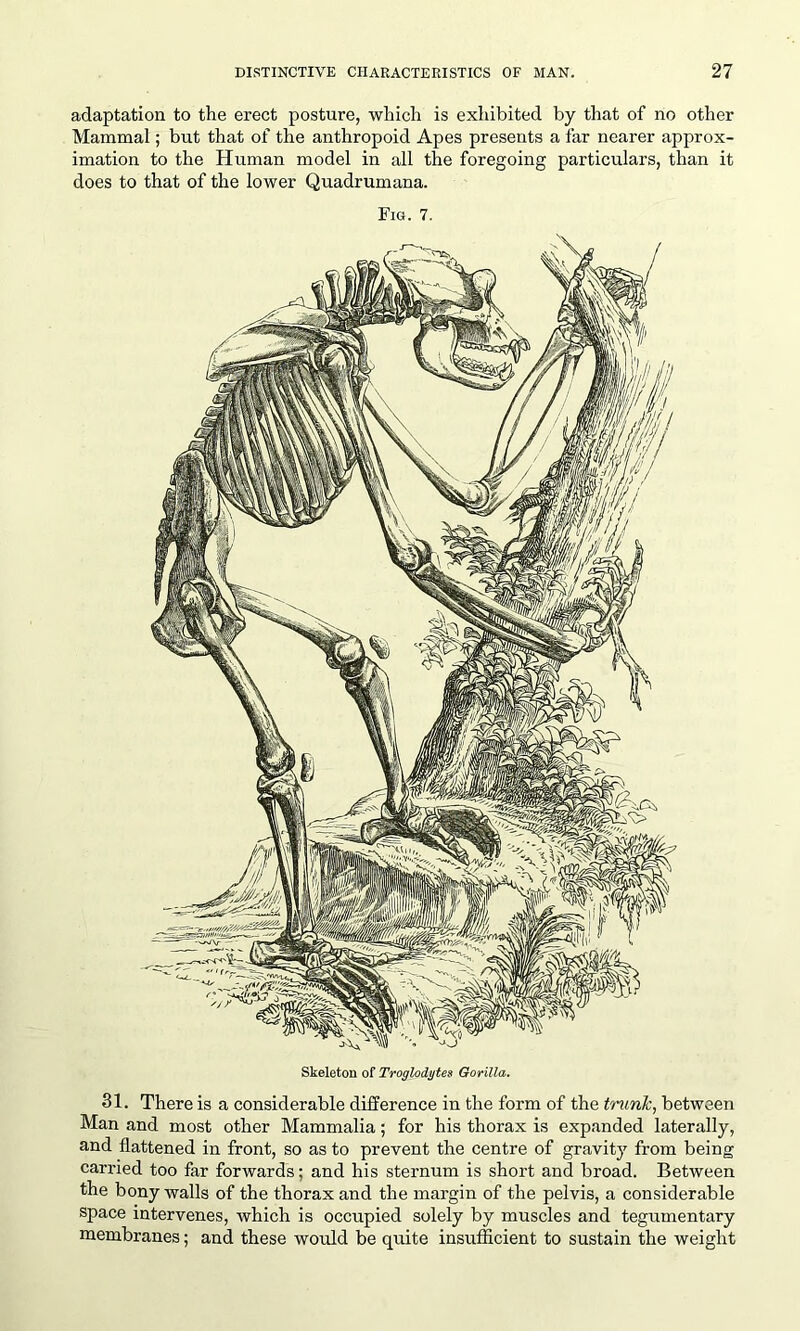 adaptation to the erect posture, which is exhibited by that of no other Mammal; but that of the anthropoid Apes presents a far nearer approx- imation to the Human model in all the foregoing particulars, than it does to that of the lower Quadrumana. Fig. 7. Skeleton of Troglodytes Gorilla. 31. There is a considerable difference in the form of the trunk, between Man and most other Mammalia; for his thorax is expanded laterally, and flattened in front, so as to prevent the centre of gravity from being carried too far forwards; and his sternum is short and broad. Between the bony walls of the thorax and the margin of the pelvis, a considerable space intervenes, which is occupied solely by muscles and tegumentary membranes; and these would be quite insufficient to sustain the weight