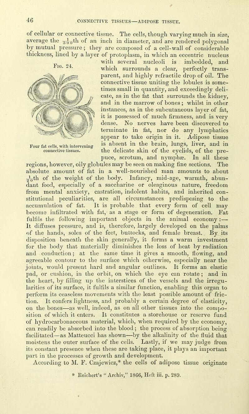 4G of cellular or connective tissue. The cells, though varying much in size, average the g-jyoth of an inch in diameter, and are rendered polygonal by mutual pressure ; they are composed of a cell-wall of considerable thickness, lined by a layer of protoplasm, in which an eccentric nucleus with several nucleoli is imbedded, and which surrounds a clear, perfectly trans- parent, and highly refractile drop of oil. The connective tissue uniting the lobules is some- times small in quantity, and exceedingly deli- cate, as in the tat that surrounds the kidney, and in the marrow of bones; whilst in other instances, as in the subcutaneous layer of fat, it is possessed of much firmness, and is very dense. No nerves have been discovered to terminate in fat., nor do any lymphatics appear to take origin in it. Adipose tissue is absent in the brain, lungs, liver, and in the delicate skin of the eyelids, of the pre- puce, scrotum, and nymphae. In all these regions, however, oily globules may be seen on making fine sections. The absolute amount of fat in a well-nourished man amounts to about J-th of the weight of the body. Infancy, mid-age, warmth, abun- dant food, especially of a saccharine or oleaginous nature, freedom from mental anxiety, castration, indolent habits, and inherited con- stitutional peculiarities, are all circumstances predisposing to the accumulation of fat. It is probable that every form of cell may become infiltrated with fat, as a stage or form of degeneration. Fat fulfils the following important objects in the animal economy : — It diffuses pressure, and is, therefore, largely developed on the palms of the hands, soles of the feet, buttocks, and female breast. By its disposition beneath the skin generally, it forms a warm investment for the body that materially diminishes the loss of heat by radiation and conduction; at the same time it gives a smooth, flowing, and agreeable contour to the surface which otherwise, especially near the joints, would present hard and angular outlines. It forms an elastic pad, or cushion, in the orbit, on which the eye can rotate ; and in the heart, by filling up the interstices of the vessels and the irregu- larities of its surface, it fulfils a similar function, enabling this organ to perform its ceaseless movements with the least possible amount of fric- tion. It confers lightness, and probably a certain degree of elasticity, on the bones—as well, indeed, as on all other tissues into the compo- sition of which it enters. It constitutes a storehouse or reserve fund of hydrocarbonaceous material, which, when required by the economy, can readily be absorbed into the blood ; the process of absorption being facilitated—as Matteucci has shown—by the alkalinity of the fluid that moistens the outer surface of the cells. Lastly, if we may judge from its constant presence when these are taking place, it plays an important part in the processes of growth and develojiment. According to M. F. Czajewicz,* the cells of adipose tissue originate * Eeicliert’s “ Archiv,” 1866, Heft iii. p. 289. Fig. 24. Four fat cells, with intervening connective tissues.