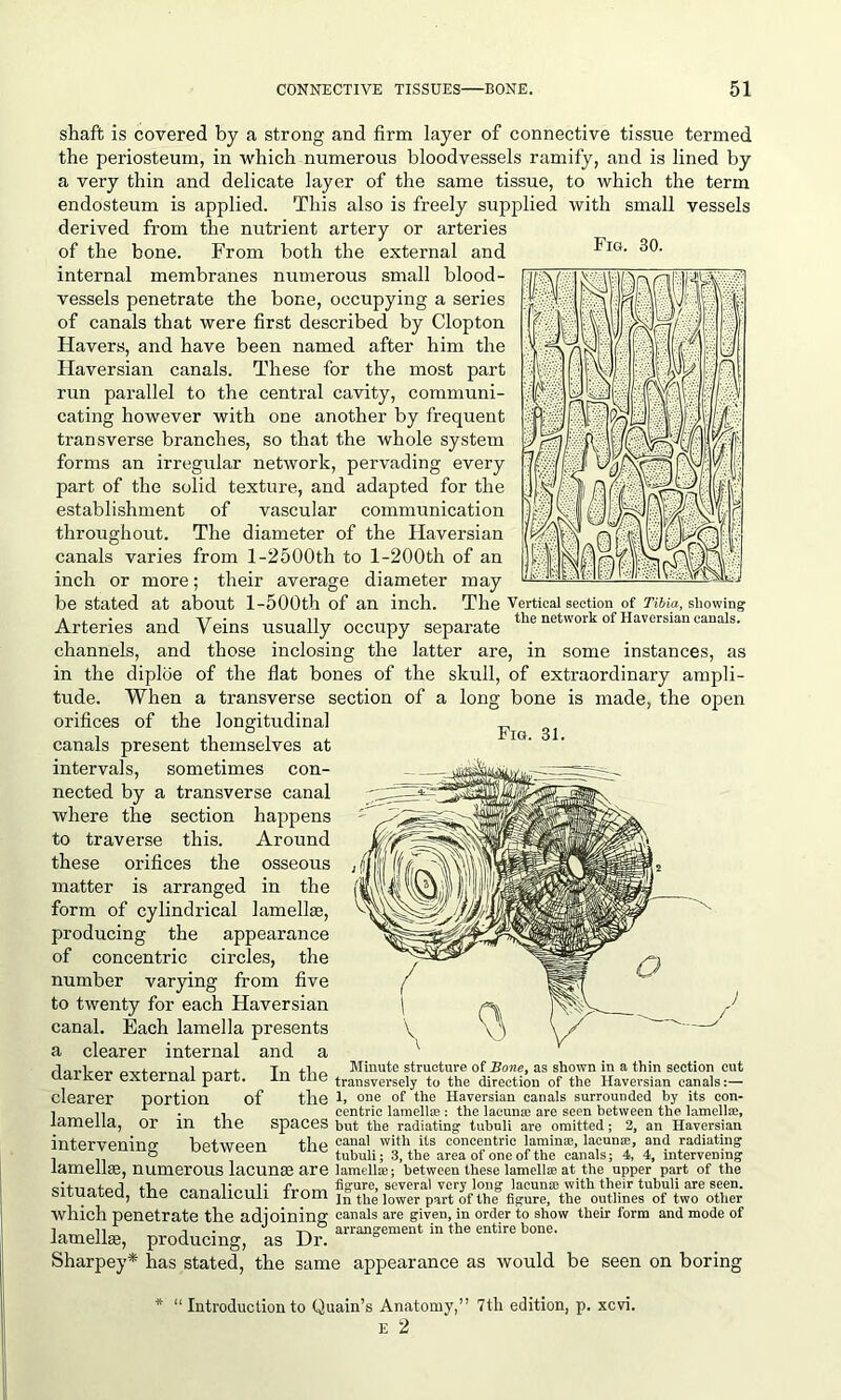 Fig. 30. shaft is covered by a strong and firm layer of connective tissue termed the periosteum, in which numerous bloodvessels ramify, and is lined by a very thin and delicate layer of the same tissue, to which the term endosteum is applied. This also is freely supplied with small vessels derived from the nutrient artery or arteries of the bone. From both the external and internal membranes numerous small blood- vessels penetrate the bone, occupying a series of canals that were first described by Clopton Havers, and have been named after him the Haversian canals. These for the most part run parallel to the central cavity, communi- cating however with one another by frequent transverse branches, so that the whole system forms an irregular network, pervading every part of the solid texture, and adapted for the establishment of vascular communication throughout. The diameter of the Haversian canals varies from 1-2500th to l-200th of an inch or more; their average diameter may be stated at about l-500th of an inch. The Vertical section of Tibia, showing Arteries and Veins usually occupy separate the network of Haversian canals- channels, and those inclosing the latter are, in some instances, as in the diploe of the flat bones of the skull, of extraordinary ampli- tude. When a transverse section of a long bone is made, the open orifices of the longitudinal canals present themselves at intervals, sometimes con- nected by a transverse canal where the section happens to traverse this. Around these orifices the osseous matter is arranged in the form of cylindrical lamellae, producing the appearance of concentric circles, the number varying from five to twenty for each Haversian canal. Each lamella presents a clearer internal and a rlavUoT T,-, Minute structure of Bone, as shown in a thin section cut uaiiter exiernat part. in tne transversely to the direction of the Havevsian canals:— clearer portion of the 1, one of the Haversian canals surrounded by its con- i li 1 • ,i centric lamellae: the lacuna: are seen between the lamellae, lamella, or in the spaces but the radiating tubuli are omitted; 2, an Haversian intervenin'^ between the eana' with its concentric laminae, lacunae, and radiating . o c tubuli; 3, the area of one of the canals; 4, 4, intervening lamellae, numerous lacunae are lamellae; between these lamellae at the upper part of the sitnntprl tVm oanolionll fvritri figure, several very long lacunae with their tubuli are seen. Situated, tne canaiicuil trom In the lower part of the figure, the outlines of two other which penetrate the adjoining canals are given, in order to show their form and mode of i J v, ° arrangement in the entire bone. iamelke, producing, as Dr. Sharpey* has stated, the same appearance as would be seen on boring * “ Introduction to Quain’s Anatomy,” 7th edition, p. xevi. E 2