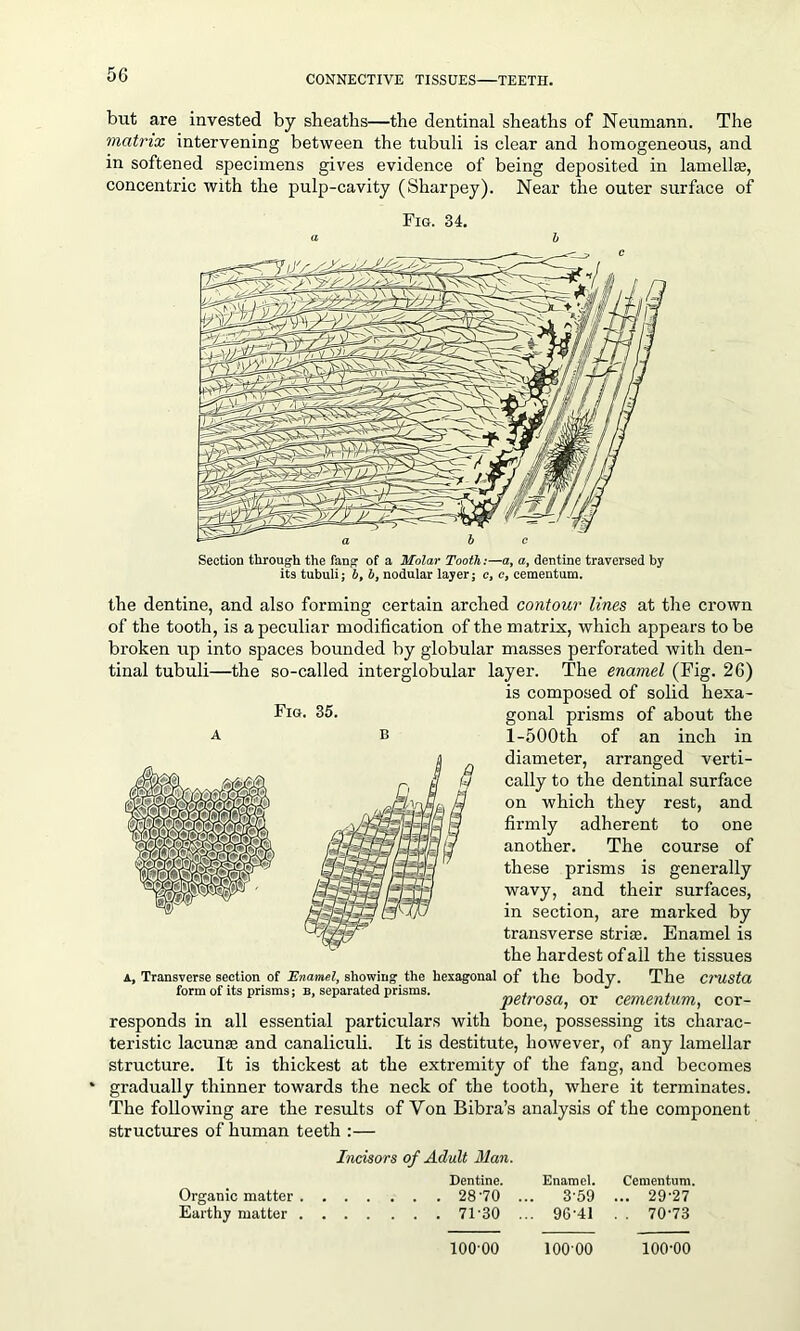 but are invested by sheaths—the dentinal sheaths of Neumann. The matrix intervening between the tubuli is clear and homogeneous, and in softened specimens gives evidence of being deposited in lamellae, concentric with the pulp-cavity (Sharpey). Near the outer surface of Fig. 34. Section through the fang of a Molar Tooth:—a, a, dentine traversed by its tubuli; b, b, nodular layer; c, c, cementum. Fig. 35. the dentine, and also forming certain arched contour lines at the crown of the tooth, is a peculiar modification of the matrix, which appears to be broken up into spaces bounded by globular masses perforated with den- tinal tubuli—the so-called interglobular layer. The enamel (Fig. 26) is composed of solid hexa- gonal prisms of about the 1-500th of an inch in diameter, arranged verti- cally to the dentinal surface on which they rest, and firmly adherent to one another. The course of these prisms is generally wavy, and their surfaces, in section, are marked by transverse strife. Enamel is the hardest of ail the tissues A, Transverse section of Enamel, showing the hexagonal of the body. The CrUSta form of its prisms; b, separated prisms. ^rosa> or cementum, cor- responds in all essential particulars with bone, possessing its charac- teristic lacunae and canaliculi. It is destitute, however, of any lamellar structure. It is thickest at the extremity of the fang, and becomes gradually thinner towards the neck of the tooth, where it terminates. The following are the results of Von Bibra’s analysis of the component structures of human teeth :— Incisors of Adult Man. Dentine. 28-70 . 71-30 Enamel. Cementum. 3-59 ... 29-27 96-41 . . 70-73 Organic matter Earthy matter 100 00 100 00 100-00