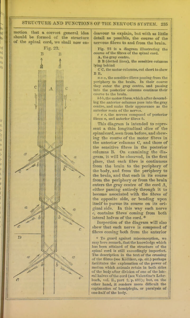 motion that a correct general idea should be formed of the structure of the spinal cord, we shall now en- Fig. 23. B I) deavour to explain, but with as little detail as possible, the course of the nervous fibres to and from the brain. Fig. 23 is a diagmm illustrating the course of the fibres of the spinal cord. A, the gi'ay centre. B B (dotted lines), the sensitive columns lying behind C C, the motor columns, cut short to shew B B. ana, the sensitive fibres passing from the periphery to the brain. In their course they enter the gray centre, and passing into tlic posterior columns continue their course to the brain. b b h, the motor fibres, which after descend- ing tlie anterior columns pass into the gray centre, and make their appearance as the anterior roots of the nerves. c e e, the nerves composed of posterior fibres a, and anterior fibres b. This diagram is intended to repre- sent a thin longitudinal slice of the spinal cord, seen from before, and shew- ing the course of the motor fibres in the anterior columns C, and those of tlie sensitive fibres in the posterior columns B. On examining the dia- gram, it will be observed, in the first place, that each fibre is continuous from the brain to the periphery of the body, and from the periphery to the brain, and that each in its course from the periphery or from the brain enters the gray centre of the coi'd A, either passing entirely through it to become associated with the fibres of the opposite side, or bending upon itself to pursue its course on its ori- ginal side. In this way each nerve r, contains fibres coming from both lateral halves of the cord. * Inspection of the diagram will also shew that each nerve is composed of fibres coming both from the anterior * To guard against misconception, we may here remark, that the knowledge which has been attained of the structure of the spinal cord is still exceedingly imperfect. Tlie description in the text of the crossing of the fibres (see Kolliker, op. cit.) perhaps facilitates the explanation of the power of motion which animals retain in botli sides of the body after divi.uon of one of the late- ral halves of the cord (see Valentine's Lehr- buch, vol. ii., part 2, p. 481); but, on the other hand, it renders more difhcult the e.\.planation of hemiplegia, or paralysis of one-half of the body.