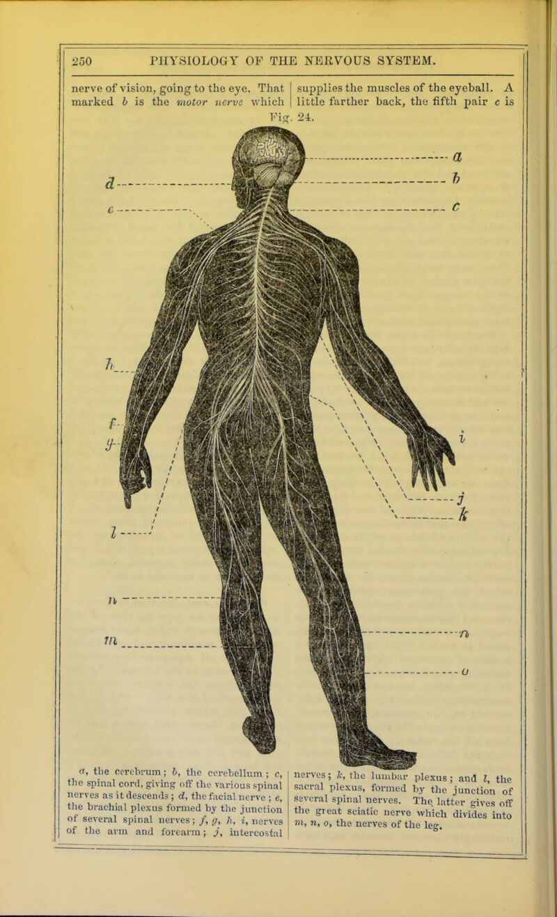 nerve of vision, going to the eye. That marked b is the motor ncrvs which supplies the muscles of the eyeball. A little farther back, the fifth pair c is Ficr. 21. «f, tlie Cfrehrum; b, the cerebellum ; c, the spinal cord, giving off the various spinal nerves as it descends; d, the facial nerve ; e, the brachial plexus formed by tlie junction of several spinal nerves; /, g, h, i, nerves of the arm and forearm; j, intercostal nerves; 7,-, the lumbar plexus; and I, the sacral plexus, formed by the junction of several spinal nerves. The. latter gives off the great sciatic nerve which divides into m, n, 0, the nerves of the leg.