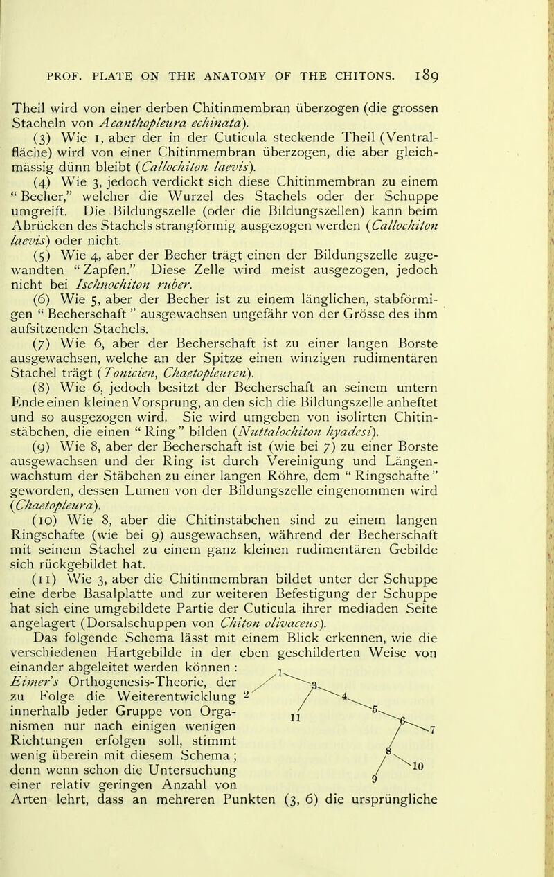 Theil wird von einer derben Chitinmembran iiberzogen (die grossen Stacheln von Acanthopleura ecliinata). (3) Wie I, aber der in der Cuticula steckende Theil (Ventral- flache) wird von einer Chitinmembran iiberzogen, die aber gleich- massig diinn bleibt {Cal/ochitoti laevis). (4) Wie 3, jedoch verdickt sich diese Chitinmembran zu einem  Becher, welcher die Wurzel des Stachels oder der Schuppe umgreift. Die Bildungszelle (oder die Bildungszelien) kann beim Abriicken des Stachels strangformig ausgezogen vverden {Callochiton laevis) oder nicht. (5) Wie 4, aber der Becher tragt einen der Bildungszelle zuge- wandten  Zapfen. Uiese Zelle wird meist ausgezogen, jedoch nicht bei Isc/mochitoJi ruber. (6) Wie 5, aber der Becher ist zu einem langlichen, stabformi- gen  Becherschaft  ausgewachsen ungefahr von der Grosse des ihm aufsitzenden Stachels. (7) Wie 6, aber der Becherschaft ist zu einer langen Borste ausgewachsen, welche an der Spitze einen winzigen rudimentaren Stachel tragt (Tonicien, Cliaetopleurcri). (8) Wie 6, jedoch besitzt der Becherschaft an seinem untern Ende einen kleinen Vorsprung, an den sich die Bildungszelle anheftet und so ausgezogen wird. Sie wird umgeben von isolirten Chitin- stabchen, die einen  Ring bilden {Niittalochiton hyadcsi). (9) Wie 8, aber der Becherschaft ist (wie bei 7) zu einer Borste ausgewachsen und der Ring ist durch Vereinigung und Langen- wachstum der Stabchen zu einer langen Rohre, dem  Ringschafte  geworden, dessen Lumen von der Bildungszelle eingenommen wird ( Chaetopleura). (10) Wie 8, aber die Chitinstabchen sind zu einem langen Ringschafte (wie bei 9) ausgewachsen, wahrend der Becherschaft mit seinem Stachel zu einem ganz kleinen rudimentaren Gebilde sich riickgebildet hat. (11) Wie 3, aber die Chitinmembran bildet unter der Schuppe eine derbe Basalplatte und zur weiteren Befestigung der Schuppe hat sich eine umgebildete Partie der Cuticula ihrer mediaden Seite angelagert (Dorsalschuppen von Chiton olivacens). Das folgende Schema lasst mit einem Blick erkennen, wie die verschiedenen Hartgebilde in der eben geschilderten Weise von einander abgeleitet werden konnen : Eimers Orthogenesis-Theorie, der zu Folge die Weiterentwicklung innerhalb jeder Gruppe von Orga- nismen nur nach einigen wenigen Richtungen erfolgen soil, stimmt wenig iiberein mit diesem Schema ; denn wenn schon die Untersuchung einer relativ geringen Anzahl von Arten lehrt, dass an mehreren Punkten (3, 6) die urspriingliche