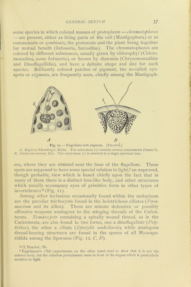 some species in which colored masses of protoplasm — chromatophoirs — are present, either as living parts of the cell (Mastigophora) or as commensals or syDihionts, the protozoon and the plant living together for mutual benefit (Infusoria, Sarcodina). The chrornatophores are colored by different substances, usually green by chlorophyl (Chloro- monadina, some Infusoria), or brown by diatomin (Chrysomonadidce and Dinoflagellidia), and have a definite shape and size for each species. Brilliantly colored patches of pigment, the so-called eye- spots or stigmata, are frequently seen, chiefly among the Mastigoph- Fig. II. — Flagellates with stigmata. B [Franc£] A. Eugloia Ehreiibergii, Klebs. Tlie color-mass (i) contains several concrements (lenses?). B, PiiudoruicL morum, Ehr. The color-mass (j) is attached to a single spherical lens. ora, where they are situated near the base of the flagellum. These spots are supposed to have some special relation to light,^ an unproved, though probable, view which is based chiefly upon the fact that in many of them there is a distinct lens-like body, and other structures which usually accompany eyes of primitive form in other types of invertebrates^ (Fig- i 0- Among other inclusions occasionally found within the endoplasm are the peculiar trichocysts found in the holotrichous ciliates {Para- mo’cium and its allies). These are minute defensive or possibly offensive weapons analogous to the stinging threads of the Coelen- terata. Ncinatocysts containing a spirally wound thread, as in the Coelenterata, are also found in two forms, one a dinoflagellate {Po/y- krikos), the other a ciliate {Epistylis nnibcHaria\ while analogous thread-bearing structures are found in the spores of all Myxospo- ridiida among the Sporozoa (Fig. 12, C, D). 1 Cf. Pouchet, ’86. - Engelmann’s (’82) experiments, on the other hand, tend to show that it is not the colored body, but the colorless protoplasmic mass in front of the stigma which is particularly sensitive to light.