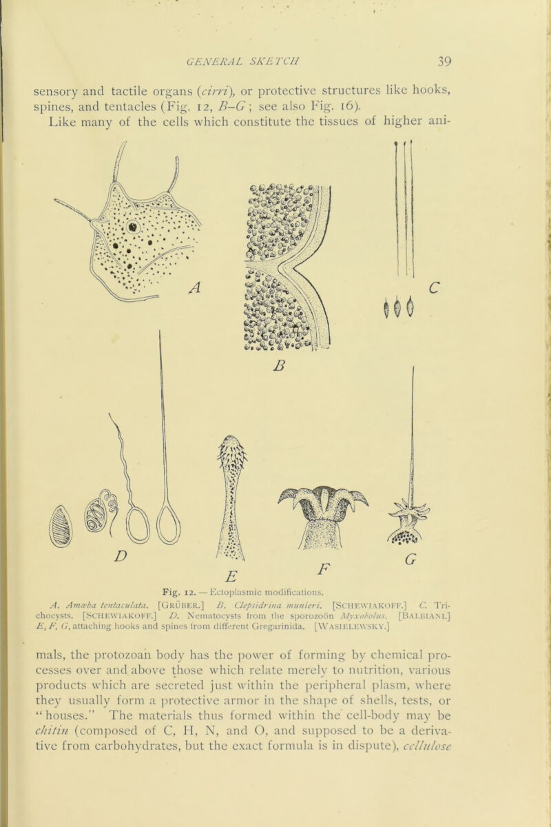 sensory and tactile organs {cirri), or protective structures like hooks, spines, and tentacles (Fig. 12, B-G; see also Fig. 16). Like many of the cells which constitute the tissues of higher ani- Fig. 12. — I'.ctoplasmic modifications. A. Amcrba tentaculata. [CjRUliER.] B. Clepshirina munieri. [SCUEWIAKOKK.] C. Tri- chocysts. [SCHKWIAKOI'K.] D. Xeinatocysts Irom the sporozodn Myxoho/us. [Bai.1>1.\M.] E, t\ G, attaching hooks and spines Irom different Gregarinida. [W'aSIELEWSKV.] nials, the protozoan body has the power of forming by chemical jm'o- cesses over and above those which relate merely to nutrition, various products which arc secreted just within the ])cripheral plasm, where they usually form a protective armor in the shajie of shells, tests, or “ houses.” The materials thus formed within the cell-body may be cliitiu (composed of C, II, N, and O, and supposed to be a deriva- tive from carbohydrates, but the e.xact formula is in dispute), cellulose