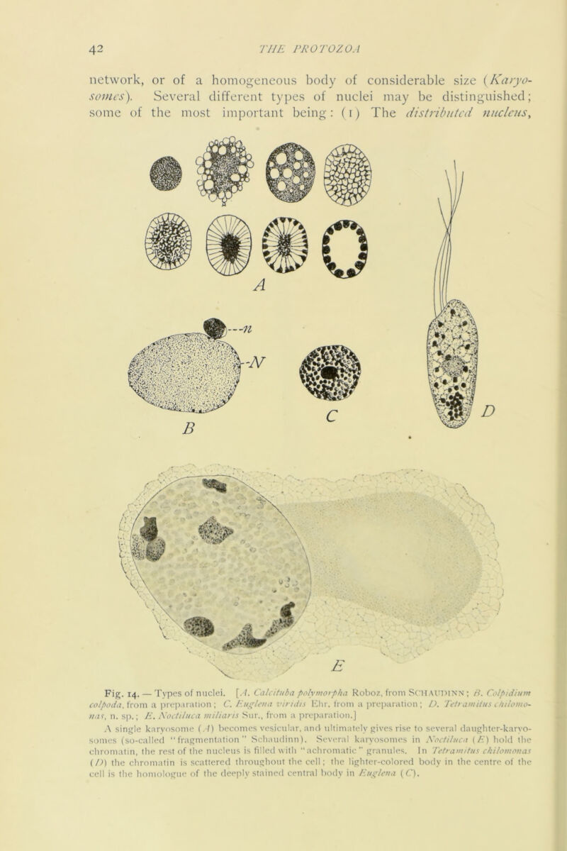 network, or of a homogeneous body of considerable size {Karyo- somcs). Several different types of nuclei may be distinguished; some of the most important being : (i) The distributed nucleus. Fig. 14. — Tvpes of nuclei. [. /. Catcituba polymorpha Roboz, from SC'UAUPINN ; /7. Colpidium cotpoda, U'oxw a ])i ep.n ation ; C. Piiyli'iia viridis lUir. Iroin a (treparation ; D. Tdi amiius ditlomo- wuf, n. sp.; /'■. Nodiluca mitiaris Siir., from a prcpanitiou.] A single karvosome (A) becomes vesicular, and ultimately gives rise to several daughter-karyo- soines (so-called “fragmentation” Schaudinn). Several karyosomes in Xocfiluca {/•) hold the chromatin, the rest of the nucleus is filled with “achromatic granules. In Trfmm/tiis chilomonas (/,*) the chromatin is scattered throughout the cell; the lighter-colored body in the centre of the cell is the homologue of the deeply stained central body in Eu^lcua (C).