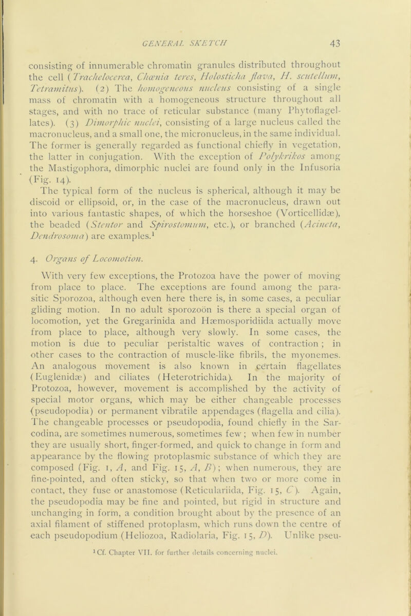 consisting of innumerable chromatin granules distributed throughout the cell ( Trachcloccrca, Chccnia teres, Ilolosticha Jlava, //. scntellum, Tetramitns). (2) The homogeneous nucleus consisting of a single mass of chromatin with a homogeneous structure throughout all stages, and with no trace of reticular substance (many Phytoflagel- lates). (3) Dimorphic nuclei, consisting of a large nucleus called the macronucleus, and a small one, the micronucleus, in the same individual. The former is generally regarded as functional chiefly in vegetation, the latter in conjugation. With the e.xce[)tion of Polykrikos among the Mastigophora, dimorphic nuclei arc found only in the Infusoria (Fig. 14). The typical form of the nucleus is si^herical, although it may be discoid or ellipsoid, or, in the case of the macronucleus, drawn out into various fantastic shapes, of which the horseshoe (Vorticellidne), the beaded {Stentor and Spirostovium, etc.), or branched {Acineta, Dendrosoma) are e.xamples.^ 4. Orga>is of Locomotion. With very few exceptions, the Protozoa have the power of moving from place to place. The exceptions arc found among the para- sitic Sporozoa, although even here there is, in some cases, a peculiar gliding motion. In no adult sporozoon is there a special organ of locomotion, yet the Gregarinida and Hoemosporidiida actually move from place to place, although very slowly. In some cases, the motion is due to peculiar peristaltic waves of contraction ; in other cases to the contraction of muscle-like fibrils, the myonemes. An analogous movement is also known in certain flagellates (Fuglenidce) and ciliates (Heterotrichida). In the majority of Protozoa, however, movement is accomplished by the activity of special motor organs, which may he either changeable processes (pseudopodia) or permanent vihratile appendages (flagella and cilia). I'he changeable processes or pseudopodia, found chiefly in the Sar- codina, are sometimes numerous, sometimes few ; when few in number they are usually short, flnger-formed, and cpiick to change in form and appearance by the flowing protoplasmic substance of which they are composed (P'ig. i, A, and Fig. 15, A, />); when numerous, they arc fine-pointed, and often sticky, so that when two or more come in contact, they fuse or anastomose (Reticulariida, P'ig. 15, C). Again, the pseudopodia may he fine and pointed, hut rigid in structure and unchanging in form, a condition brought about by the presence of an axial filament of stiffened protoplasm, which runs down the centre of each pseudopodium (Meliozoa, Radiolaria, Iig. 15, D\ Unlike pseu- ^Cf. Chapter VII. for further details conceruin nuclei.