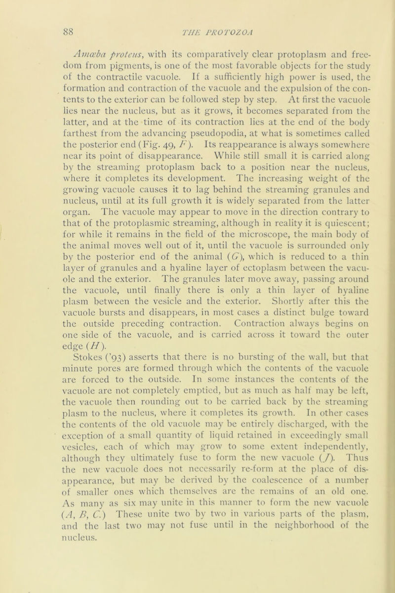 zlmceba protc/ts, with its comparatively clear protoplasm and free- dom from pigments, is one of the most favorable objects for the study of the contractile vacuole. If a sufficiently high power is used, the formation and contraction of the vacuole and the expulsion of the con- tents to the exterior can be followed step by step. At first the vacuole lies near the nucleus, but as it grows, it becomes separated from the latter, and at the time of its contraction lies at the end of the body farthest from the advancing pseudopodia, at what is sometimes called the posterior end (Fig. 49, A). Its reappearance is always somewhere near its point of disappearance. While still small it is carried along by the streaming protoplasm back to a position near the nucleus, where it completes its development. The increasing weight of the growing vacuole causes it to lag behind the streaming granules and nucleus, until at its full growth it is widely separated from the latter organ. The vacuole may appear to move in the direction contrary to that of the protoplasmic streaming, although in reality it is quiescent; for while it remains in the field of the microscope, the main body of the animal moves well out of it, until the vacuole is surrounded only by the posterior end of the animal {G), which is reduced to a thin layer of granules and a hyaline layer of ectoplasm between the vacu- ole and the exterior. The granules later move away, passing around the vacuole, until finally there is only a thin layer of hyaline plasm between the vesicle and the exterior. Shortly after this the vacuole bursts and disappears, in most cases a distinct bulge to\vard the outside preceding contraction. Contraction always begins on one side of the vacuole, and is carried across it toward the outer edge (//). Stokes (’93) asserts that there is no bursting of the wall, but that minute pores are formed through which the contents of the vacuole are forced to the outside. In some instances the contents of the vacuole are not completely emptied, but as much as half may be left, the vacuole then rounding out to be carried back by the streaming plasm to the nucleus, where it completes its growth. In other cases the contents of the old vacuole may be entirely discharged, with the exception of a small quantity of liquid retained in exceedingly small vesicles, each of which may grow to some extent independently, although they ultimately fuse to form the new vacuole {/). Thus the new vacuole does not necessarily re-form at the place of dis- appearance, but may be derived by the coalescence of a number of smaller ones which themselves are the remains of an old one. As many as six may unite in this manner to form the new vacuole (.d, /), C.) These unite two by two in various parts of the plasm, and the last two may not fuse until in the neighborhood of the nucleus.