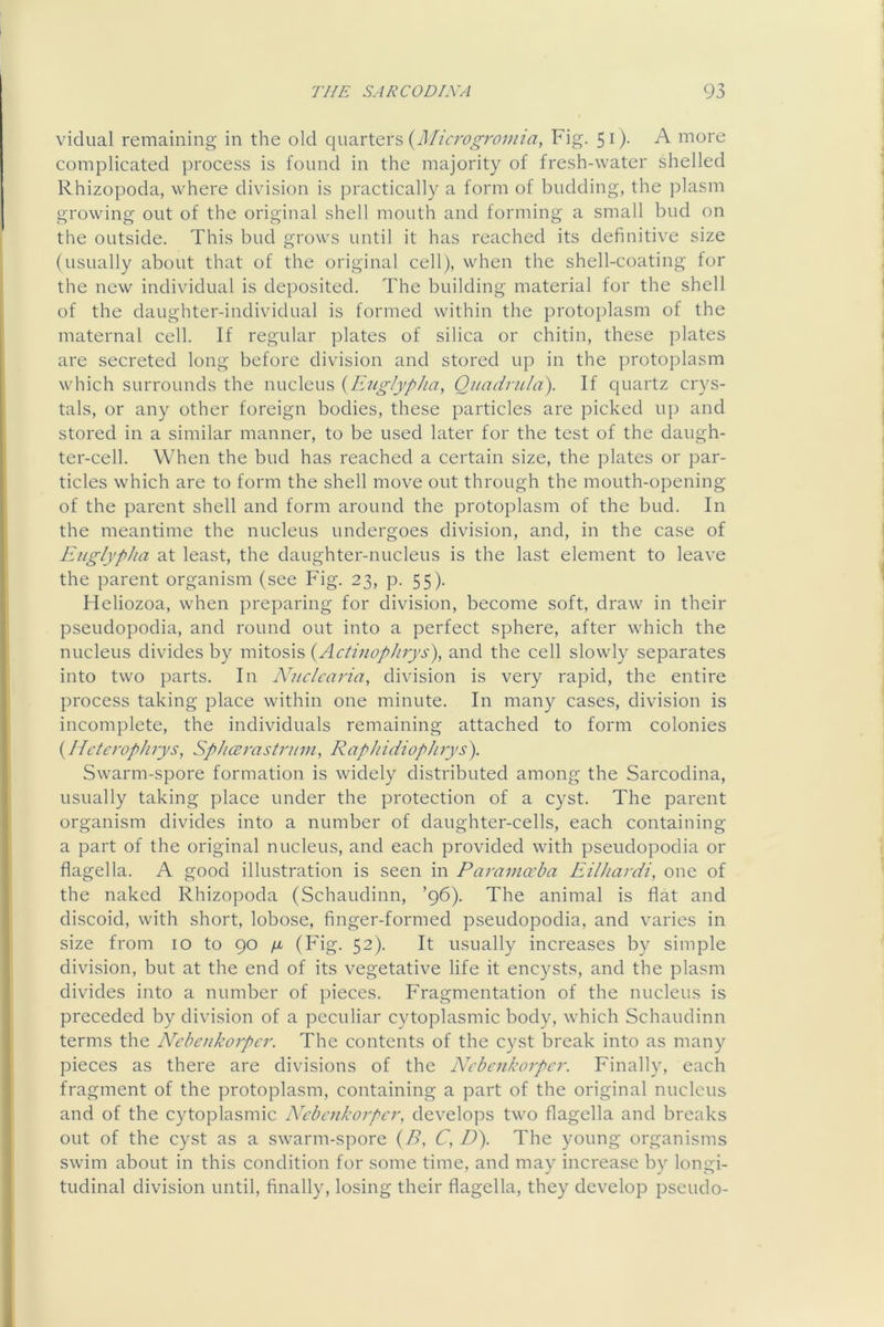 vidual remaining in the old quarters {Miavgrovna, Fig. 51)- A more complicated process is found in the majority of fresh-water shelled Rhizopoda, where division is practically a form of budding, the jDlasm growing out of the original shell mouth and forming a small bud on the outside. This bud grows until it has reached its definitive size (usually about that of the original cell), when the shell-coating for the new individual is deposited. The building material for the shell of the daughter-individual is formed within the protoplasm of the maternal cell. If regular plates of silica or chitin, these plates are secreted long before division and stored up in the protoplasm which surrounds the nucleus {E2ig!ypha, Quadnila). If quartz crys- tals, or any other foreign bodies, these particles are picked up and stored in a similar manner, to be used later for the test of the daugh- ter-cell. When the bud has reached a certain size, the plates or par- ticles which are to form the shell move out through the mouth-opening of the parent shell and form around the protoplasm of the bud. In the meantime the nucleus undergoes division, and, in the case of EjiglypJia at least, the daughter-nucleus is the last element to leave the parent organism (see Fig. 23, p. 55). Heliozoa, when preparing for division, become soft, draw in their pseudopodia, and round out into a perfect sphere, after which the nucleus divides by \\\\\.od\'i>{ActmopJirys'), and the cell slowly separates into two parts. In Nuclcaria, division is very rapid, the entire process taking place within one minute. In many cases, division is incomplete, the individuals remaining attached to form colonies {Hcterophrys, SpJicBrasti'inn, Raphidiop/irys). Swarm-spore formation is widely distributed among the Sarcodina, usually taking place under the protection of a cyst. The parent organism divides into a number of daughter-cells, each containing a part of the original nucleus, and each provided with pseudopodia or flagella. A good illustration is seen in Paramccba Eilhardi, one of the naked Rhizopoda (Schaudinn, ’96). The animal is flat and discoid, with short, lobose, finger-formed pseudopodia, and varies in size from 10 to 90 \x (Fig. 52). It usually increases by simple division, but at the end of its vegetative life it encysts, and the plasm divides into a number of pieces. Fragmentation of the nucleus is preceded by division of a peculiar cytoplasmic body, which Schaudinn terms the Nebenkorper. The contents of the cyst break into as many pieces as there are divisions of the Nebenkorpa'. Finally, each fragment of the protoplasm, containing a part of the original nucleus and of the cytoplasmic Nebenkorper, develops two flagella and breaks out of the cyst as a swarm-spore {B, C, D\ The young organisms swim about in this condition for some time, and may increase by longi- tudinal division until, finally, losing their flagella, they develop pseudo-