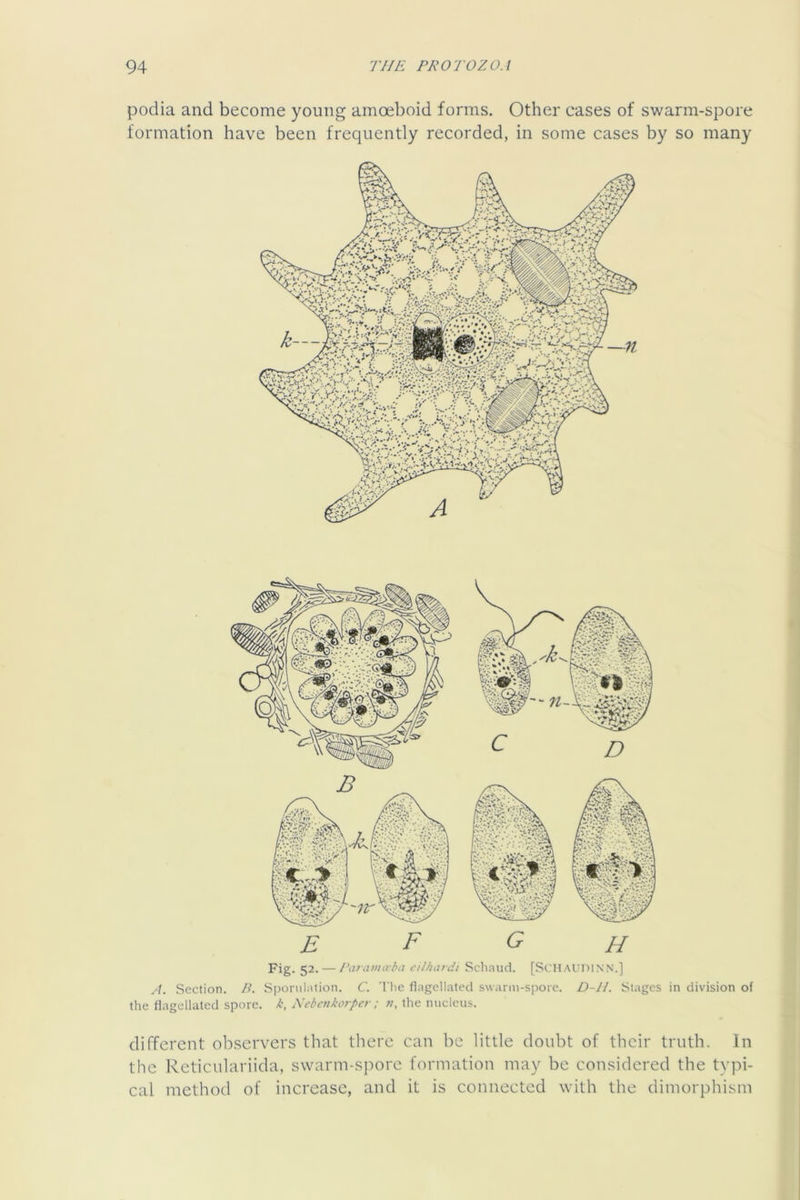 podia and become young amoeboid forms. Other cases of swarm-spore formation have been frequently recorded, in some cases by so many Fig. 52. — l\^iiViurb(t cilhiudi Scliaiid. [SciIAUniNN.] A. Section. B. Sponilalion. C. 'I he flagellated s\v.irm-s|ioie. D-IL Stages in division of the flagellated spore, /t. Ncbcnkorpcr; the nucleus. different ob.scrvers that there can be little doubt of their truth. In the Rcticulariida, swarm-spore formation may be considered the typi- cal method of increase, and it is connected with the dimorphism