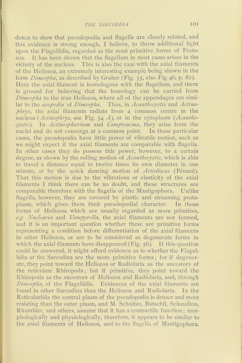 dence to show that pseudopodia and flagella are closely related, and this evidence is strong enough, I believe, to throw additional light upon the Flagellidia, regarded as the most primitive forms of Proto- zoa. It has been shown that the flagellum in most cases arises in the vicinity of the nucleus. This is also the case with the axial filaments of the Heliozoa, an extremely interesting example being shown in the form Divtorpha, as described by Gruber (Fig. 55, also Fig 46, p. 82). Flere the axial filament is homologous with the flagellum, and there is ground for believing that the homology can be carried from Dimorpha to the true Heliozoa, where all of the appendages are simi- lar to the axopodia of Dimorpha. Thus, in Acanthocystis and Actino- phrys, the axial filaments radiate from a common centre in the xmclcws {Actinop/uys, see P'ig. 54 A), or in the cytoplasm {Acantho- cystis). In Actinosphccrium and Camptojiema, they arise from the nuclei and do not converge at a common point. In these particular cases, the pseudopodia have little power of vibratile motion, such as we might expect if the axial filaments are comparable with flagella. In other cases they do possess this power, however, to a certain degree, as shown by the rolling motion of Acanthocystis, which is able to travel a distance equal to twelve times its own diameter in one minute, or by the quick dancing motion of Artodiscns (Penard). That this motion is due to the vibrations or elasticity of the axial filaments I think there can be no doubt, and these structures are comparable therefore with the flagella of the Mastigophora. Unlike flagella, however, they are covered by plastic and streaming proto- plasm, which gives them their pseudopodial character. In those forms of Heliozoa which are usually regarded as more primitive, c.g. Nnclcaria and Vampyrella, the axial filaments are not formed, and it is an important question whether these are primitive forms representing a condition before differentiation of the axial filaments in other Heliozoa, or are to be considered as degenerate forms in which the axial filaments have disappeared (P'ig. 56). If this question could be answered, it might afford evidence as to whether the Flagel- lidia or the Sarcodina are the more primitive forms; for if degener- ate, they point toward the Heliozoa or Radiolaria as the ancestors of the reticulate Rhizopoda; but if primitive, they point toward the Rhizopoda as the ancestors of Heliozoa and Radiolaria, and, through Dimorpha, of the Flagellidia. Pw’idences of the axial filaments are found in other Sarcodina than the Heliozoa and Radiolaria. In the Reticulariida the central plasm of the pseudopodia is denser and more resisting than the outer plasm, and M. Schultze, Blitschli, Schaudinn, Rhumbler, and others, assume that it has a contractile function; mor- phologically and physiologically, therefore, it apjiears to be similar to the axial filaments of Heliozoa, and to the flagella of Mastigophora.