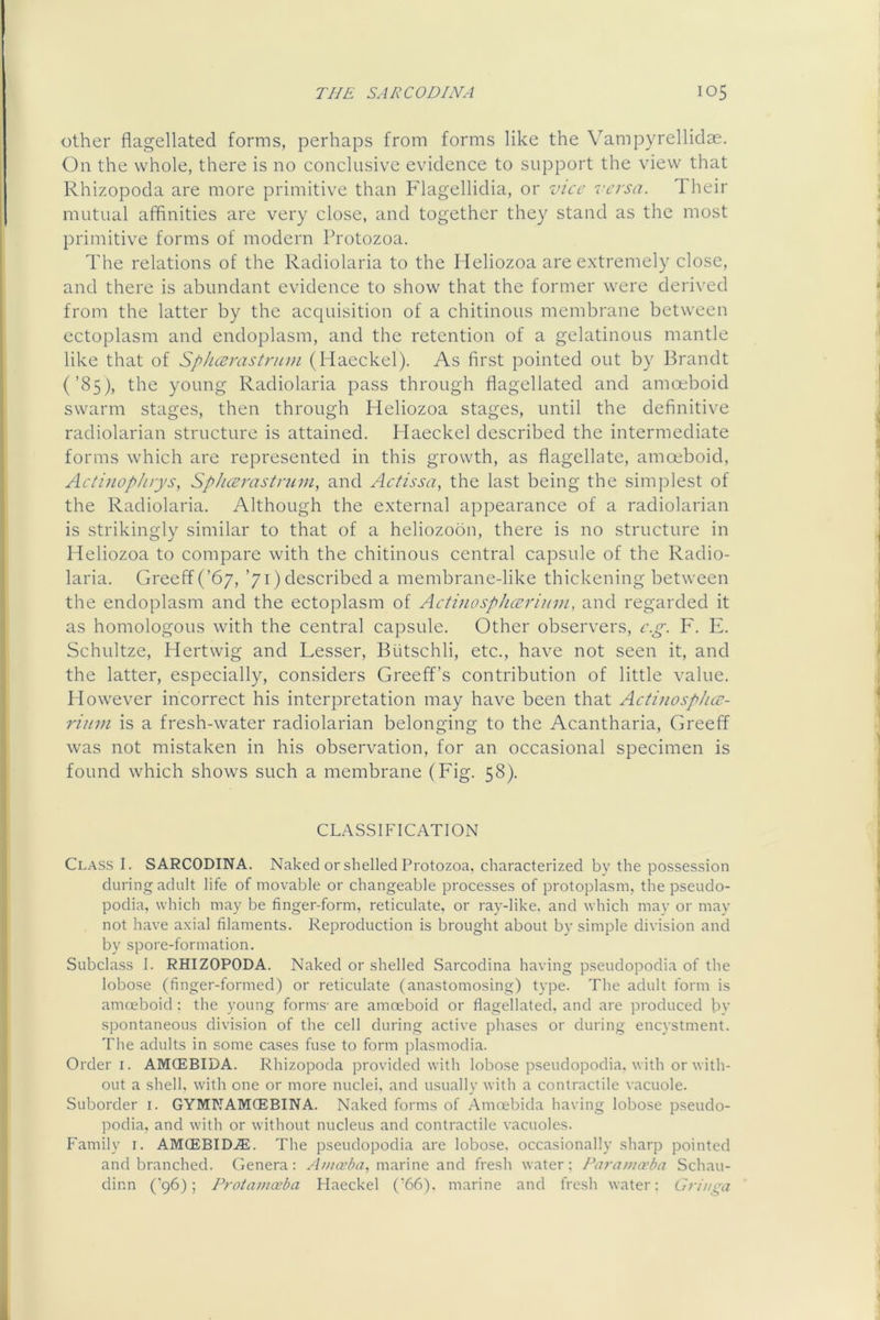 other flagellated forms, perhaps from forms like the Vampyrelliclae. On the whole, there is no conclusive evidence to support the view that Rhizopoda are more primitive than Flagellidia, or vice versa. Their mutual affinities are very close, and together they stand as the most primitive forms of modern Protozoa. The relations of the Radiolaria to the Ileliozoa are extremely close, and there is abundant evidence to show that the former were derived from the latter by the acquisition of a chitinous membrane between ectoplasm and endoplasm, and the retention of a gelatinous mantle like that of Spheemstrum (Haeckel). As first pointed out by Brandt (’85), tbe young Radiolaria pass through flagellated and amoeboid swarm stages, then through Heliozoa stages, until the definitive radiolarian structure is attained. Haeckel described the intermediate forms which are represented in this growth, as flagellate, amoeboid, Actinoplirys, Spheemstrum, and Aetissa, the last being the simj^lest of the Radiolaria. Although the external appearance of a radiolarian is strikingly similar to that of a heliozoon, there is no structure in Heliozoa to compare with the chitinous central capsule of the Radio- laria. Greeff (’67, ’71) described a membrane-like thickening between the endoplasm and the ectoplasm of Aetinosphecrium, and regarded it as homologous with the central capsule. Other observers, c.g. F. F. Schultze, Hertwig and Lesser, Biitschli, etc., have not seen it, and the latter, especially, considers Greeffs contribution of little value. However incorrect his interpretation may have been that Aetinosphee- riuin is a fresh-water radiolarian belonging to the Acantharia, Greeff was not mistaken in his observation, for an occasional specimen is found which shows such a membrane (Fig. 58). CLASSIFICATION Class I. SARCODINA. Naked or shelled Protozoa, characterized by the possession during adult life of movable or changeable processes of protoplasm, the pseudo- podia, which may be finger-form, reticulate, or ray-like, and which may or may not have axial filaments. Reproduction is brought about by simple division and by spore-formation. Subcla.ss I. RHIZOPODA. Naked or shelled Sarcodina having pseudopodia of the lobose (finger-formed) or reticulate (anastomosing) type. The adult form is amoeboid : the young forms- are amoeboid or flagellated, and are produced by spontaneous division of the cell during active phases or during encystment. The adults in some cases fuse to form plasmodia. Order I. AMCEBIDA. Rhizopoda provided with lobose pseudopodia, with or with- out a shell, with one or more nuclei, and usually with a contractile vacuole. Suborder i. GYMNAMCEBINA. Naked forms of Amoebida having lobose pseudo- podia, and with or without nucleus and contractile vacuoles. Family i. AMCEBID.®. The pseudopodia are lobose. occasionally sharp pointed and branched. Genera: y/wa'/w, marine and fresh water; Parannrba Schau- dinn ('96); Protamoeba Haeckel ('66). marine and fresh water: Gringa