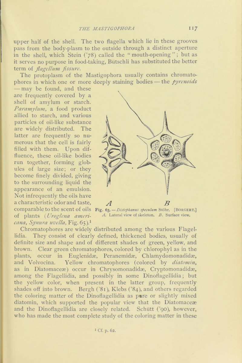 upper half of the shell. The two flagella which lie in these grooves pass from the body-plasm to the outside through a distinct aperture in the shell, which Stein (’78) called the “mouth-opening”; but as it serves no purpose in food-taking, Biitschli has substituted the better term of flagcllmn fissure. The protoplasm of the Mastigophora usually contains chromato- phores in which one or more deeply staining bodies — the pyre^ioids —• may be found, and these are frequently covered by a shell of amylum or starch. Paramylu)}!, a food product allied to starch, and various particles of oil-like substance are widely distributed. The latter are frequently so nu- merous that the cell is fairly filled with them. Upon dif- fluence, these oil-like bodies run together, forming glob- ules of large size; or they become finely divided, giving to the surrounding liquid the appearance of an emulsion. Not infrequently the oils have a characteristic odor and taste, A B comparable to the scent of oils Fig. 63. — DisUphanus speculum Stohr. [Borgert.] of plants {Uroglcna aincri- Lateral view of skeleton, .ff. Surface view. cana, Syunra uvella, Fig. 65).^ Chromatophores are widely distributed among the various Flagel- lidia. They consist of clearly defined, thickened bodies, usually of definite size and shape and of different shades of green, yellow, and brown. Clear green chromatophores, colored by chlorophyl as in the plants, occur in Euglenidae, Peranemidae, Chlamydomonadidae, and Volvocina. Yellow chromatophores (colored by diatomin, as in Diatomaceae) occur in Chrysomonadidae, Cryptomonadidae, among the Flagellidia, and possibly in some Dinoflagellidia; but the yellow color, when present in the latter group, frequently shades off into brown. Bergh (’81), Klebs (’84), and others regarded the coloring matter of the Dinoflagellidia as pore or slightly mi.xed diatomin, which supported the popular view that the Diatomaceae and the Dinoflagellidia are closely related. Schiitt (’90), however, who has made the most complete study of the coloring matter in these 1 Cf. p. 62.