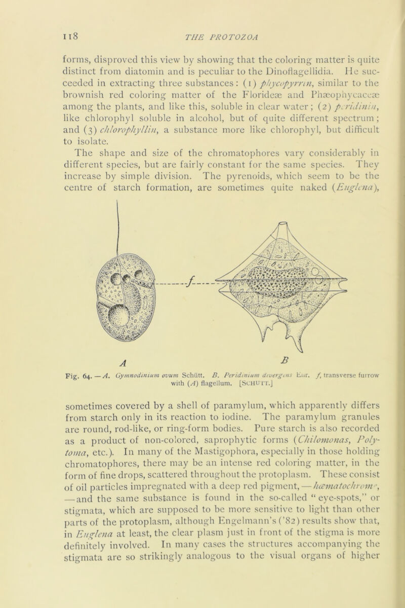 forms, disproved this view by showing that the coloring matter is quite distinct from diatomin and is peculiar to the Dinofiagellidia. lie suc- ceeded in extracting three substances: (i) phycopyrrin, similar to the brownish red coloring matter of the Florideoe and Phmophycacem among the plants, and like this, soluble in clear water; (2) pjridinin, like chlorophyl soluble in alcohol, but of quite different spectrum ; and (3) chlorophyllin, a substance more like chlorophyl, but difficult to isolate. The shape and size of the chromatophores vary considerably in different species, but are fairly constant for the same species. They increase by simple division. The pyrenoids, which seem to be the centre of starch formation, are sometimes quite naked i^EugUna), Fig. 64.—A. Gyinnodi-niuinovuin Schiitt. B. Pcridimum diveigcns liiir. /, transverse furrow with (A) flagellum. [SCHUrr.J sometimes covered by a shell of paramylum, which apparently differs from starch only in its reaction to iodine. The paramylum granules are round, rod-like, or ring-form bodies. Pure starch is also recorded as a product of non-colored, saprophytic forms {C/iiloiuonas, Poly- toma, etc.). In many of the Mastigophora, especially in those holding chromatophores, there may be an intense red coloring matter, in the form of fine drops, scattered throughout the protoplasm. These consist of oil particles impregnated with a deep red pigment, — Ii(ematoc/iroin'\ — and the same substance is found in the so-called “eye-spots,” or stigmata, which are supposed to be more sensitive to light than other parts of the protoplasm, although Ivngelmann’s (’82) results show that, in Englcna at least, the clear plasm just in front of the stigma is more definitely involved. In many cases the structures accompanying the stigmata are so strikingly analogous to the visual organs of higher