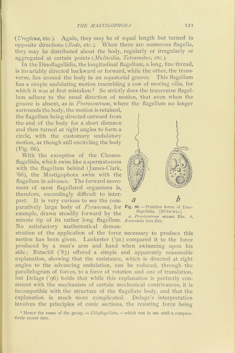 {Uroglena, etc.). Again, they may be of equal length but turned in opposite directions {Bodo, etc.). When there are numerous flagella, they may be distributed about the body, regularly or irregularly or aggregated at certain points {M?tlticilia, Tetmviitus, etc.). In the Dinoflagellidia, the longitudinal flagellum, a long, fine thread, is invariably directed backward or forward, while the other, the trans- verse, lies around the body in an equatorial groove. This flagellum has a simple undulating motion resembling a row of moving cilia, for which it was at first mistaken.^ So strictly does the transverse flagel- lum adhere to the usual direction of motion, that even when the groove is absent, as in Prorocentrum, where the flagellum no longer surrounds the body, the motion is retained, the flagellum being directed outward from the end of the body for a short distance and then turned at right angles to form a circle, with the customary undulatory motion, as though still encircling the body (Fig. 66). With the exception of the Choano- flagellida, which swim like a spermatozoon with the flagellum behind (James-Clark, ’66), the Mastigophora swim with the flagellum in advance. The forward move- ment of most flagellated organisms is, therefore, exceedingly difficult to inter- pret. It is very curious to see the com- paratively large body of Pcrauema, for Fig- 66.— Primitive forms of Dino- example, drawn steadily forward by the minute tip of its rather long flagellum. ExuvicBiia Uma^\\x. No satisfactory mathematical demon- stration of the application of the force necessary to produce this motion has been given. Lankester (’91) compared it to the force produced by a man’s arm and hand when swimming upon his side; Biitschli (’83) offered a simple and apparently reasonable explanation, showing that the resistance, which is directed at right angles to the advancing undulation, can be reduced, through the parallelogram of forces, to a force of rotation and one of translation, but Delage (’96) holds that while this explanation is perfectly con- sistent with the mechanism of certain mechanical contrivances, it is incompatible with the structure of the flagellate body, and that the explanation is much more complicated. Delage’s interpretation involves the principles of conic sections, the resisting force being a flagellidia. [BUTSCHLi.] a, Prorocentnim viicans Ehr. ^ Hence the name of the group, tively recent date. Ciliojlagellata, — which was in use until a compara-