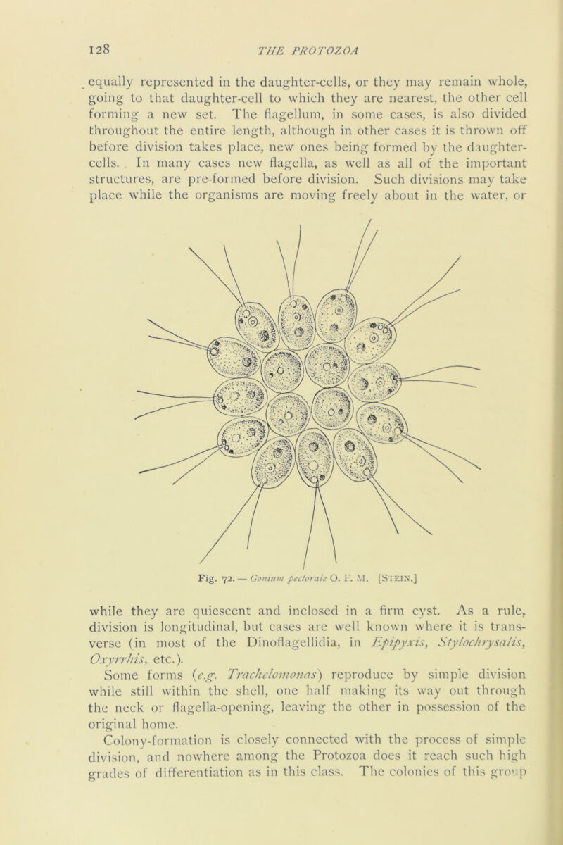 equally represented in the daughter-cells, or they may remain whole, going to that daughter-cell to which they are nearest, the other cell forming a new set. The flagellum, in some cases, is also divided throughout the entire length, although in other cases it is thrown off before division takes place, new ones being formed by the daughter- cells. In many cases new flagella, as well as all of the important structures, are pre-formed before division. Such divisions may take place while the organisms are moving freely about in the water, or while they are quiescent and inclosed in a firm cyst. As a rule, division is longitudinal, but cases are well known where it is trans- verse (in most of the Dinoflagellidia, in Epipyxis, Stylochrysalis, Oxyrrhis, etc.). Some forms {c.g. Tj'achcloiuonas) reproduce by simple division while still within the shell, one half making its way out through the neck or flagella-opening, leaving the other in possession of the original home. Colony-formation is closely connected with the process of simple division, and nowhere among the Protozoa does it reach such high grades of differentiation as in this class. The colonies of this group