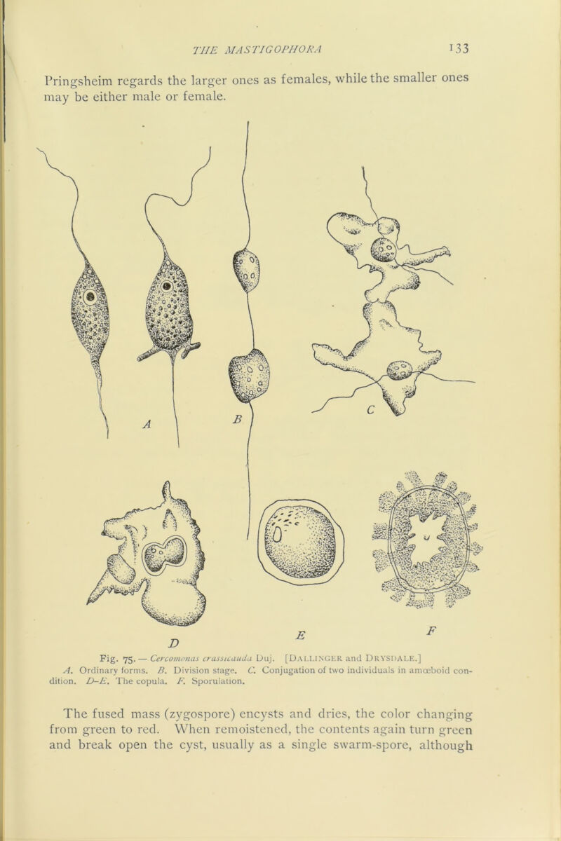 Pringsheim regards the larger ones as females, while the smaller ones may be either male or female. Fig. 75.— Cerconiomis crassicaudu Duj. [Dai.LINCIKR and Drysdai.E.] A. Ordinary forms. B. Division stage. C. Conjugation of two individuals in amoeboid con- dition. D-E. The copula. E. Sporulation. The fused mass (zygospore) encysts and dries, the color changing from green to red. When remoistened, the contents again turn green and break open the cyst, usually as a single swarm-spore, although