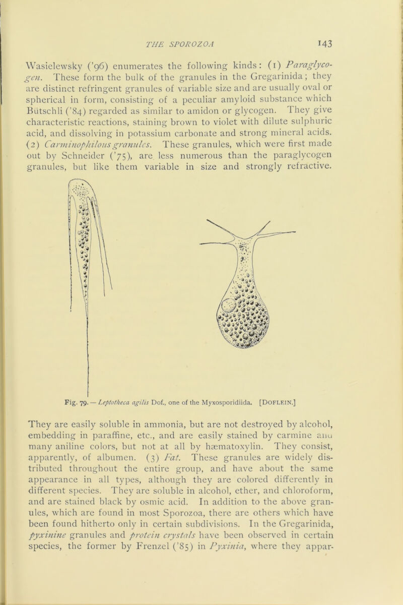 Wasielewsky (’96) enumerates the following kinds: (i) Paraglyco- gtni. These form the bulk of the granules in the Gregarinida; they are distinct refringent granules of variable size and are usually oval or spherical in form, consisting of a peculiar amyloid substance which Butschli (’84) regarded as similar to amidon or glycogen. They give characteristic reactions, staining brown to violet with dilute sulphuric acid, and dissolving in potassium carbonate and strong mineral acids. (2) Canninophilousgramilcs. These granules, which were first made out by Schneider (’75), are less numerous than the paraglycogen granules, but like them variable in size and strongly refractive. Fig. 79. — Leptotheca agilis Dof., one of the Myxosporidiida. [DOFLEIN.] They are easily soluble in ammonia, but are not destroyed by alcohol, embedding in paraffine, etc., and are easily stained by carmine aiiu many aniline colors, but not at all by hmmato.xylin. They consist, apparently, of albumen. (3) Fat. These granules are widely dis- tributed throughout the entire group, and have about the same appearance in all types, although they are colored differently in different species. They are soluble in alcohol, ether, and chloroform, and are stained black by osmic acid. In addition to the above gran- ules, which are found in most Sporozoa, there are others which have been found hitherto only in certain subdivisions. In the Gregarinida, pyxinine granules and protein crystals have been observed in certain species, the former by Frenzcl (’85) in Pyxinia, where they appar-