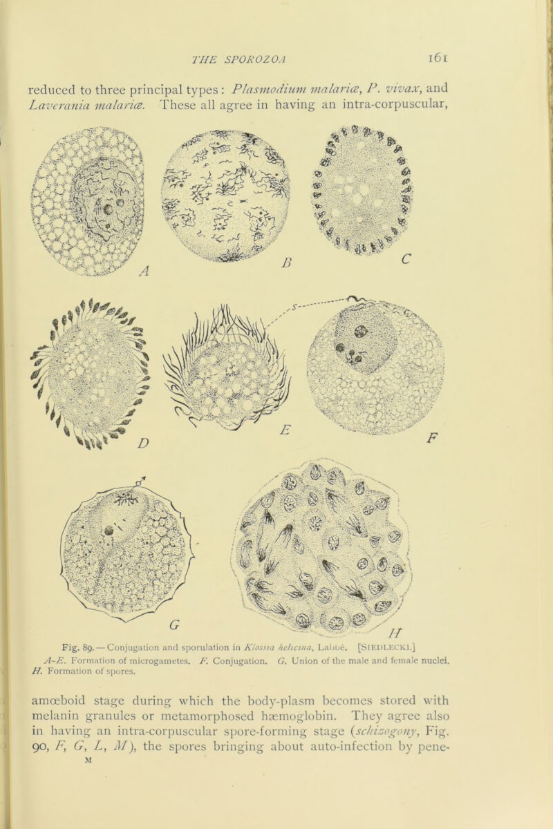 reduced to three principal types : Plasmodium malance, P. vivax, and Laverania malarice. These all agree in having an intra-corpuscular, Fig. 89. — Conjugation and sporulation in Klossta heltcina, Laboe. [SiKDLl-XKl.] A-E. Formation of microgametes. F. Conjugation. G. Union of tlie male and female nuclei. H. Formation of spores. amoeboid stage during which the body-plasm becomes stored with melanin granules or metamorphosed haemoglobin. They agree also in having an intra-corpuscular spore-forming stage {^schizogony, Fig. 90, F, G, L, M), the spores bringing about auto-infection by pene- M