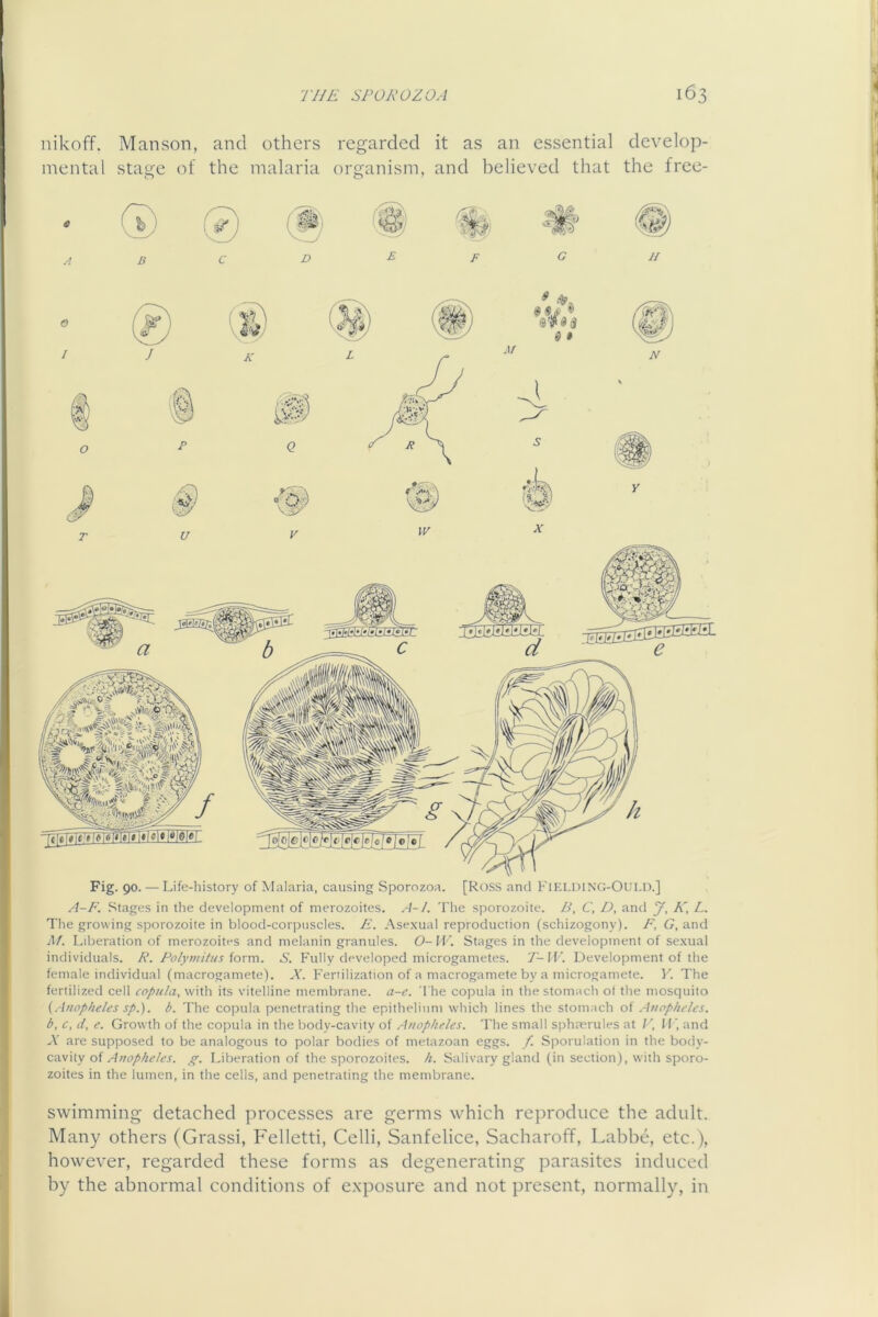 nikoff. Manson, and others regarded it as an essential develop- mental stage of the malaria organism, and believed that the free- A B C D £ F G 213035 Fig. 90. — Life-history of Malaria, causing Sporozoa. [Ross and FlKLniNG-Oui.D.] A-P. Stages in the development of merozoites. A-/. The sporozoite. />', C, D, and y, K, L. Tlie growing sporozoite in blood-corpuscles. E. Asexual reproduction (schizogony). F, G, and a/. Liberation of merozoites and melanin granules. O-IV. Stages in the development of sexual individuals. R. PofyniiB/s form. S. Fully developed microgametes. T-li\ Development of the female individual (macrogamete). A'. Fertilization of a macrogamete by a microgamete. 1^. The fertilized cell copula, with its vitelline membrane, a-c. 'I'he copula in the stomach of the mosquito (Anopheles sp.). b. The copula penetrating the epithelium which lines the stomach of Anopheles, b, c, d, e. Growth of the copula in the body-cavity of Anopheles. The small sphaerules at I', (F, and A' are supposed to be analogous to polar bodies of metazoan eggs. /. Sporulation in the body- cavity of p-. Liberation of the sporozoites, h. Salivary gland (in section), with sporo- zoites in the lumen, in the cells, and penetrating the membrane. swimming detached processes are germs which reproduce the adult. Many others (Grassi, Felletti, Celli, Sanfelice, Sacharoff, Labbe, etc.), however, regarded these forms as degenerating parasites induced by the abnormal conditions of c.xposure and not present, normally, in