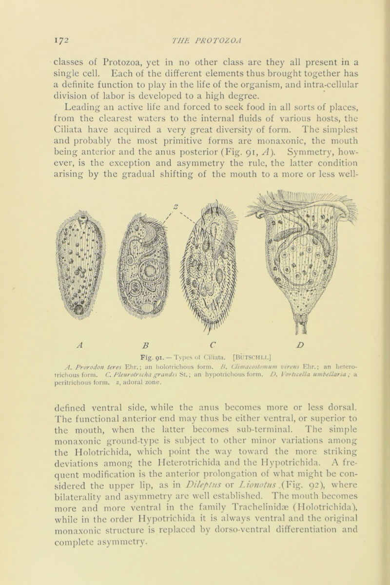 classes of Protozoa, yet in no other class are they all present in a single cell. Each of the different elements thus brought together has a definite function to play in the life of the organism, and intra-cellular division of labor is developed to a high degree. Leading an active life and forced to seek food in all sorts of places, from the clearest waters to the internal fluids of various hosts, the Ciliata have acquired a very great diversity of form. The simplest and probably the most primitive forms are mona.xonic, the mouth being anterior and the anus posterior (P'ig. 91, A). Symmetry, how- ever, is the exception and asymmetry the rule, the latter condition arising by the gradual shifting of the mouth to a more or less well- A B C D Fig. 91.— 'ryi)es ol Ciliata. [RUTsnii.i.] A. Prorodon ieres Ehr.; an liolotrichoiis form. P. Climacostomiini vitriis Elir.; an lietcro- trichous form. C. Pleiirotncha graiidis'SX.\ an hypoti ichoiis form. D. Vorttcella umbellaria ; a ^ pL-ritrichoiis form. 2, adoral zone. I \ defined ventral side, while the anus becomes more or less dorsal. } The functional anterior end may thus be either ventral, or superior to the mouth, when the latter becomes sub-terminal. The simjfle monaxonic ground-type is subject to other minor variations among the Holotrichida, which point the way toward the more striking deviations among the I Icterotrichida and the I Iy|)Otrichida. A fre- quent modification is the anterior ju'olongation of what might be con- sidered the upper lip, as in Dilef^tus or Lionotus 92), where bilaterality and asymmetry are well established. The mouth becomes more and more ventral in the family Trachelinidae (Holotrichida), while in the order I lypotrichida it is always ventral and the original monaxonic structure is replaced by dorso-ventral differentiation and complete asymmetry.