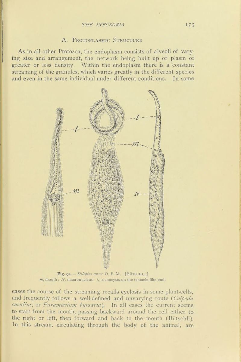 / S A. Protoplasmic Structure As in all other Protozoa, the endoplasm consists of alveoli of vary- ing size and arrangement, the network being built up of plasm of greater or less density. Within the endoplasm there is a constant streaming of the granules, which varies greatly in the different species and even in the same individual under different conditions. In some Fig. 92.— Dilcptns anscr O. F. M. [BUTSCHLl.] m, mouth; A’, macronucleus; /, trichocysts on the tentacle-like end. cases the course of the streaming recalls cyclosis in some plant-cells, and frequently follows a well-defined and unvarying route {Colpoda cuatllus, or Paramoccium bjirsaria). In all cases the current seems to start from the mouth, passing backward around the cell cither to the right or left, then forward and back to the mouth (Biitschli). In this stream, circulating through the body of the animal, arc