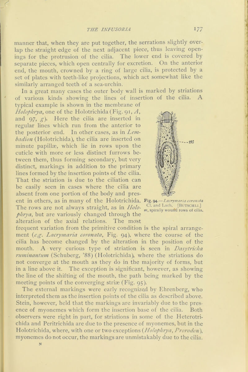 7Yl manner that, when they are put together, the serrations slightly over- lap the straight edge of the next adjacent piece, thus leaving open- ings for the protrusion of the cilia. The lower end is covered by separate pieces, which open centrally for excretion. On the anterior end, the mouth, crowned by a ring of large cilia, is protected by a set of plates with teeth-like projections, which act somewhat like the similarly arranged teeth of a sea-urchin. In a great many cases the outer body wall is marked by striations of various kinds showing the lines of insertion of the cilia. A typical example is shown in the membrane of Holophrya, one of the Holotrichida (Fig. gi, A, and 97, ^). Here the cilia are inserted in regular lines which run from the anterior to the posterior end. In other cases, as in badion (Holotrichida), the cilia are inserted on minute papillae, which lie in rows upon the cuticle with more or less distinct furrows be- tween them, thus forming secondary, but very distinct, markings in addition to the primary lines formed by the insertion points of the cilia. That the striation is due to the ciliation can be easily seen in cases where the cilia are absent from one portion of the body and pres- ent in others, as in many of the Holotrichida. ^i%,.<)A,.—Lacr^nna>iacoroiiata The rows are not always straight, as in Holo- [butschi.i] phrya, but are variously changed through the alteration of the axial relations. The most frequent variation from the primitive condition is the spiral arrange- ment {c.g. Lacrymaria coronata, Fig. 94), where the course of the cilia has become changed by the alteration in the position of the mouth. A very curious type of striation is seen in Dasytricha rnminantnin (Schuberg, ’88) (Holotrichida), where the striations do not converge at the mouth as they do in the majority of forms, but in a line above it. The exception is significant, however, as showing the line of the shifting of the mouth, the path being marked by the meeting points of the converging strins (Fig. 95). The external markings were early recognize.d by Fhrenberg, who interpreted them as the insertion points of the cilia as described above. Stein, however, held that the markings are invariably due to the pres- ence of myonemes which form the insertion base of the cilia. Both observers were right in part, for striations in some of the Heterotri- chida and Peritrichida are due to the presence of myonemes, but in the Holotrichida, where, with one or two exceptions {HolopJirya, Prorodon\ myonemes do not occur, the markings are unmistakably due to the cilia.