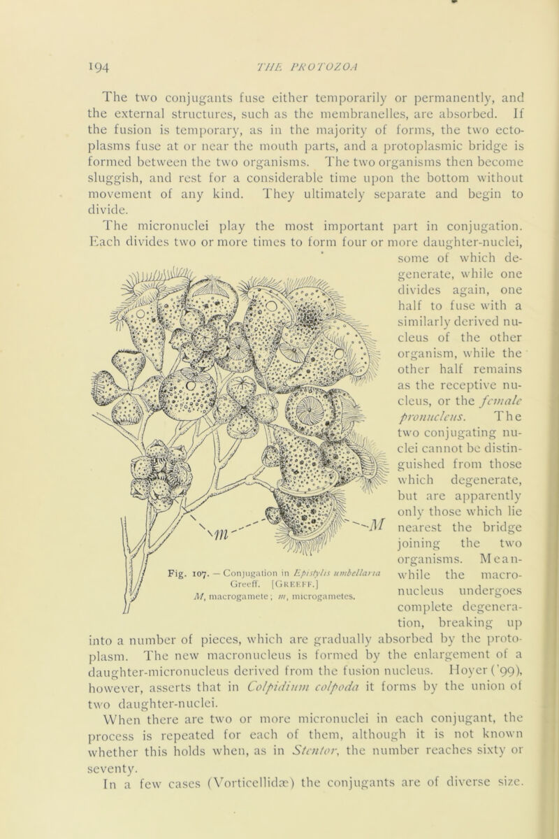 The two conjugants fuse either temporarily or permanently, and the external structures, such as the membranelles, are absorbed. If the fusion is temporary, as in the majority of forms, the two ecto- plasms fuse at or near the mouth parts, and a protoplasmic bridge is formed between the two organisms. The two organisms then become sluggish, and rest for a considerable time upon the bottom without movement of any kind. They ultimately separate and begin to divide. The micronuclei play the most important part in conjugation. Kach divides two or more times to form four or more daughter-nuclei, some of which de- generate, while one divides again, one half to fuse with a similarly derived nu- cleus of the other organism, while the other half remains as the receptive nu- cleus, or the female pronncleus. The two conjugating nu- clei cannot be distin- guished from those which degenerate, but are apparently onlv those which lie nearest the bridge joining the two organisms. Mean- while the macro- nucleus undergoes complete degenera- tion, breaking up into a number of pieces, which are gradually absorbed by the proto- plasm. The new macronucleus is formed by the enlargement of a daughter-micronucleus derived from the fusion nucleus. lIoycr(’99), however, asserts that in Colpidium eolpoda it forms by the union ot two daughter-nuclei. When there are two or more micronuclei in each conjugant, the process is repeated for each of them, although it is not known whether this holds when, as in Stenior, the number reaches sixty or seventy. In a few cases (Vorticcllida?) the conjugants are of diverse size.