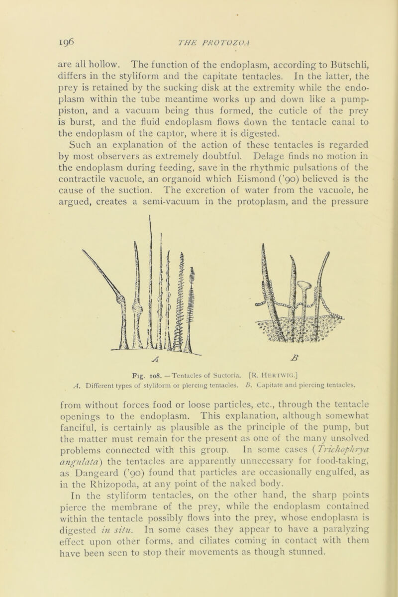 iire all hollow. The function of the endoplasm, according to Butschli, differs in the styliform and the capitate tentacles. In the latter, the prey is retained by the sucking disk at the extremity while the endo- plasm within the tube meantime works up and down like a pump- piston, and a vacuum being thus formed, the cuticle of the prey is burst, and the fluid endoplasm flows down the tentacle canal to the endoplasm of the captor, where it is digested. Such an explanation of the action of these tentacles is regarded by most observers as extremely doubtful. Delage finds no motion in the endoplasm during feeding, save in the rhythmic pulsations of the contractile vacuole, an organoid which hlismond (’90) believed is the cause of the suction. The excretion of water from the vacuole, he argued, creates a semi-vacuum in the protoplasm, and the pressure Fig. 108. — Tentacles of Sucloria. [R. HKK i wut.] A. Different types of styliform or piercing tentacles. />’. Capitate and piercing tentacles. from without forces food or loose particles, etc., through the tentacle openings to the endoplasm. This explanation, although somewhat fanciful, is certainly as plausible as the principle of the pump, but the matter must remain for the present as one of the many unsolved problems connected with this group. In .some cases (yTrichopJirya angiilata) the tentacles are apparently unnecessary for food-taking, as Dangeard (’90) found that particles are occasionally engulfed, as in the Rhizopoda, at any ])oint of the naked body. In the styliform tentacles, on the other hand, the sharp points pierce the membrane of the prey, while the endoplasm contained within the tentacle possibly flows into the prey, whose endoplasm is digested in situ. In some cases they appear to have a paralyzing effect upon other forms, and ciliates coming in contact with them have been seen to stop their movements as though stunned.