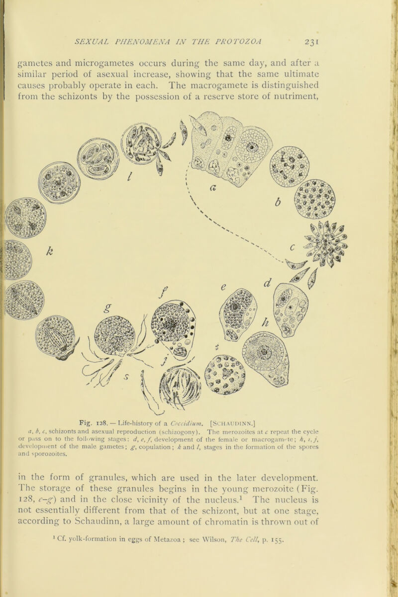 gametes and microgametes occurs during the same day, and after a similar period of asexual increase, showing that the same ultimate causes probably operate in each. The macrogamete is distinguished from the schizonts by the possession of a reserve store of nutriment, Fig. 128. — Life-history of a Uccidium. [Scu.audinn.] <x. b, c, schizonts and asexual reproduction (scliizogonv). TIic merozoites at c repeat the cycle or p.iss on to the following stages; o', <■,/, development of the female or macrogam' te; //, /,/, di'vclopiiient of the male gametes; copulation ; and/, stages in the formation of the spores and '-porozoites. in the form of granules, which are used in the later development. I he storage of these granules begins in the young merozoite (Fig. 128, c-g) and in the close vicinity of the nucleus.^ The nucleus is not essentially different from that of the schizont, but at one stage, according to Schaudinn, a large amount of chromatin is thrown out of Cf. yolk-formation in eggs of Metazoa ; sec Wilson, The Cell, p. 155.