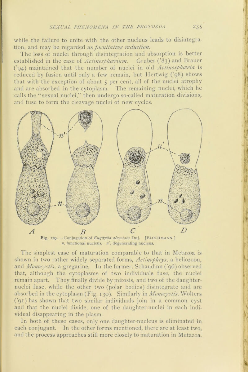 while the failure to unite with the other nucleus leads to disintegra- tion, and may be regarded as facultative reduction. The loss of nuclei through disintegration and absorption is better established in the case of Acti)iosplueriuin. Gruber (’83) and Brauer (’94) maintained that the number of nuclei in old Actinosphceria is reduced by fusion until only a few remain, but llertwig (’98) shows that with the exception of about 5 per cent, all of the nuclei atrophy and are absorbed in the cytoplasm. The remaining nuclei, which he calls the “sexual nuclei,” then undergo so-called maturation divisions, and fuse to form the cleavage nuclei of new cvcles. Fig. 129.—Conjugation oi E2iglypha alveolata Duj. [Bloch.MANN.] //, functional nucleus. degenerating nucleus. The simplest case of maturation comparable to that in Metazoa is shown in two rather widely separated forms, ActinopJirys, a heliozoon, and Monocystis, a gregarine. In the former, Schaudinn (’96) observed that, although the cytoplasms of two individuals fuse, the nuclei remain apart. They finally divide by mitosis, and two of the daughter- nuclei fuse, while the other two (polar bodies) disintegrate and are absorbed in the cytoplasm (Fig. 130). Similarly in Monocystis, Wolters (’91) has shown that two similar individuals join in a common cyst and that the nuclei divide, one of the daughter-nuclei in each indi- vidual disappearing in the plasm. In both of these cases, only one daughter-nucleus is eliminated in each conjugant. In the other forms mentioned, there are at least two, and the process approaches still more closely to maturation in Metazoa.