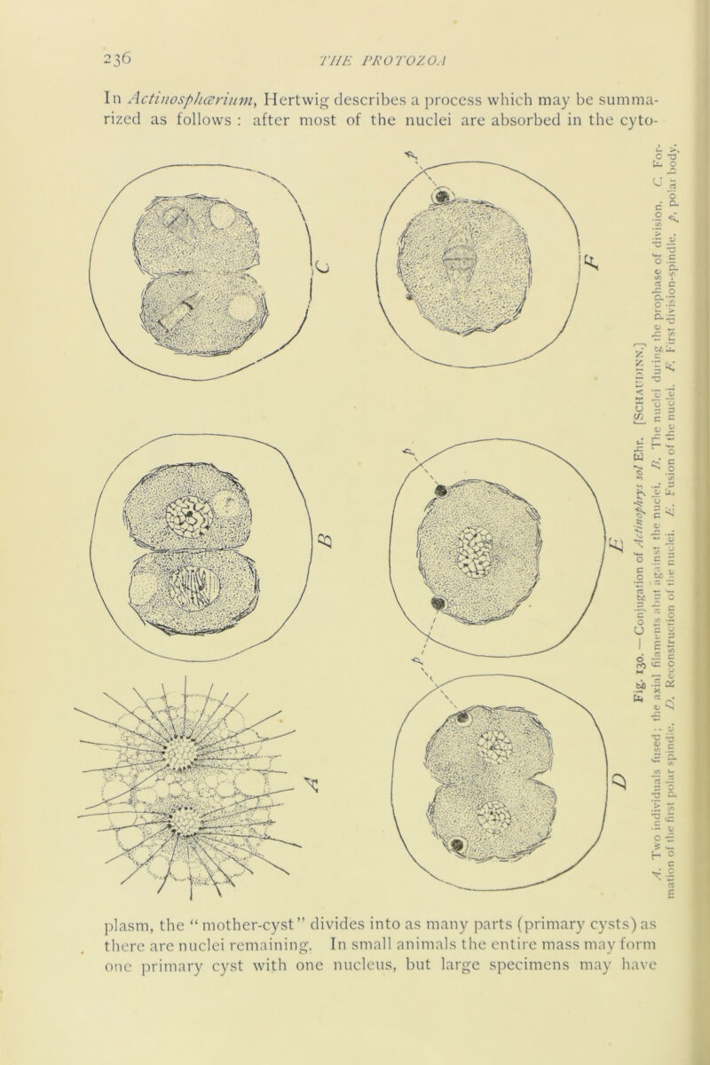 In Actinosphccrium, Hertwig describes a process which may he summa- rized as follows : after most of the nuclei are absorbed in the cyto- < X O (Tj 'o 5 ■o O c c x: ■*>* rS O o n tc c o O o rO bi) u :3 c 0) c c: o V 3 C i; c o u 3 -5 3 tc o u *3 o Q . - V ■S^ </5 .3 3 <> wT u- 3 O Ci. O o •£ ■f V- H o c d E plasm, the “ mother-cyst” divides into as many parts (primary cysts) as there are nuclei remaining. In small animals the entire mass may form one primary cyst with one nucleus, but large specimens may liave