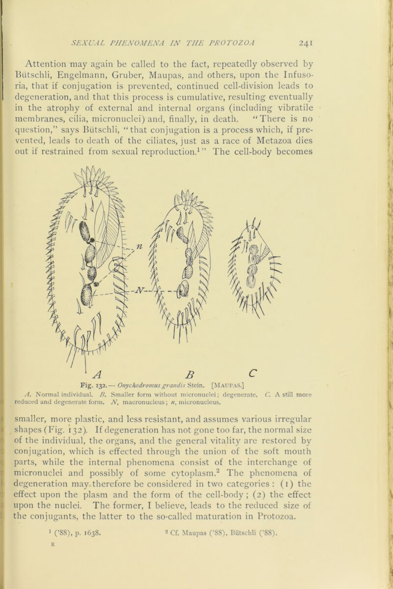 Attention may again be called to the fact, repeatedly observed by Butschli, Engelmann, Gruber, Maupas, and others, upon the Infuso- ria, that if conjugation is prevented, continued cell-division leads to degeneration, and that this process is cumulative, resulting eventually in the atrophy of external and internal organs (including vibratile membranes, cilia, micronuclei) and, finally, in death. “There is no question,” says Biitschli, “that conjugation is a process which, if pre- vented, leads to death of the ciliates, just as a race of Metazoa dies out if restrained from sexual reproduction.^” The cell-body becomes A B C Fig. 132.— Onychodro7uus grandis Stein. [Maup.vS.] A. Normal individual. B. Smaller form without micronuclei; degenerate. C. A still more reduced and degenerate form. N, macronucleus ; n, micronucleus. smaller, more plastic, and less resistant, and assumes various irregular shapes (Fig. 132). If degeneration has not gone too far, the normal size of the individual, the organs, and the general vitality are restored by conjugation, which is effected through the union of the soft mouth parts, while the internal phenomena consist of the interchange of micronuclei and possibly of some cytoplasm.’^ The phenomena of degeneration may therefore be considered in two categories : (i) tbe effect upon the plasm and the form of the cell-body ; (2) the effect upon the nuclei. The former, I believe, leads to the reduced size of the conjugants, the latter to the so-called maturation in Protozoa. 1 (’SS), p. 1638. R 2 Cf. Maupas (’88), Butschli (’88).